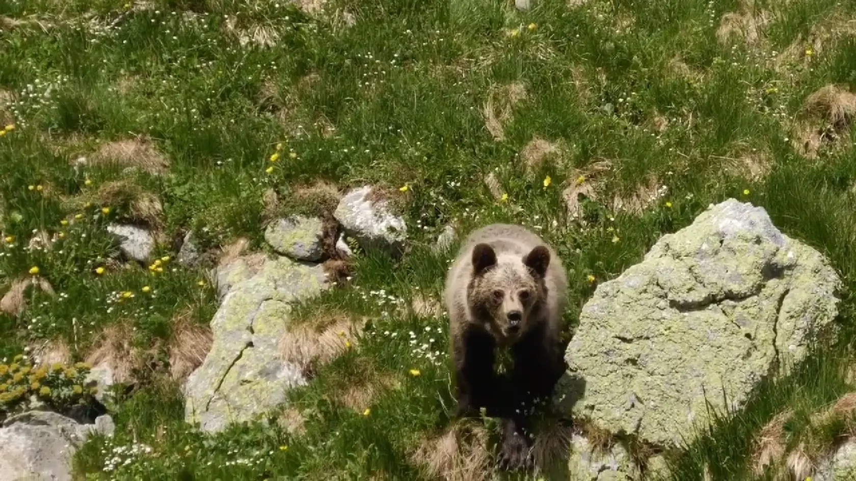 Medveď bol zachytený kamerou v Kamenistej doline. K mužovi, ktorý natáčal video sa medveď začal približovať a napokon došlo aj k útoku.