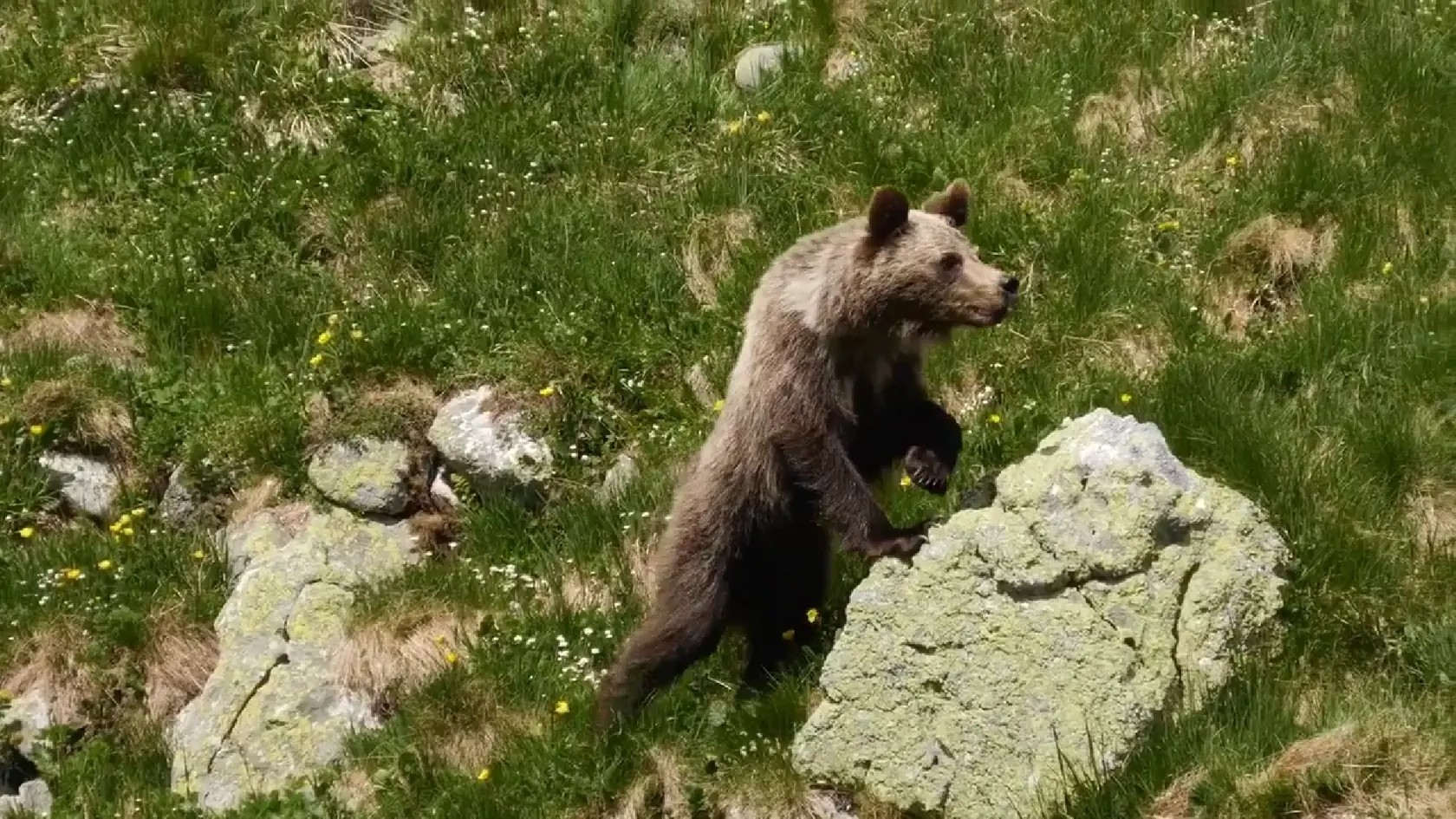 Medveď bol zachytený kamerou v Kamenistej doline. K mužovi, ktorý natáčal video sa medveď začal približovať a napokon došlo aj k útoku.