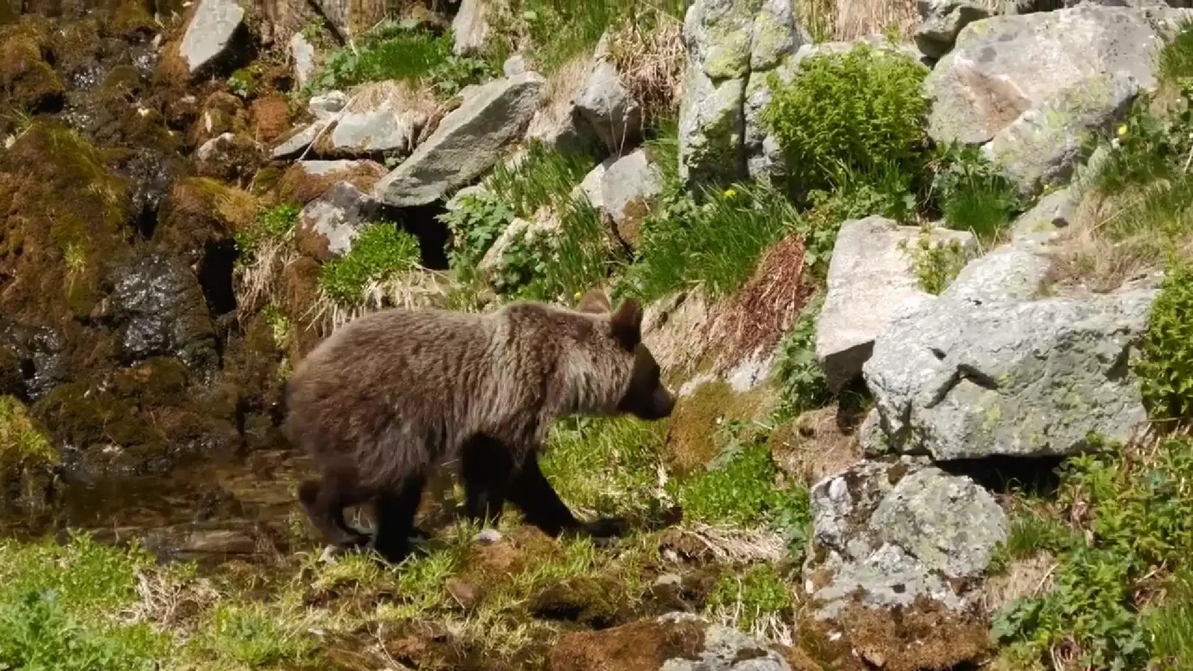 Medveď bol zachytený kamerou v Kamenistej doline. K mužovi, ktorý natáčal video sa medveď začal približovať a napokon došlo aj k útoku.