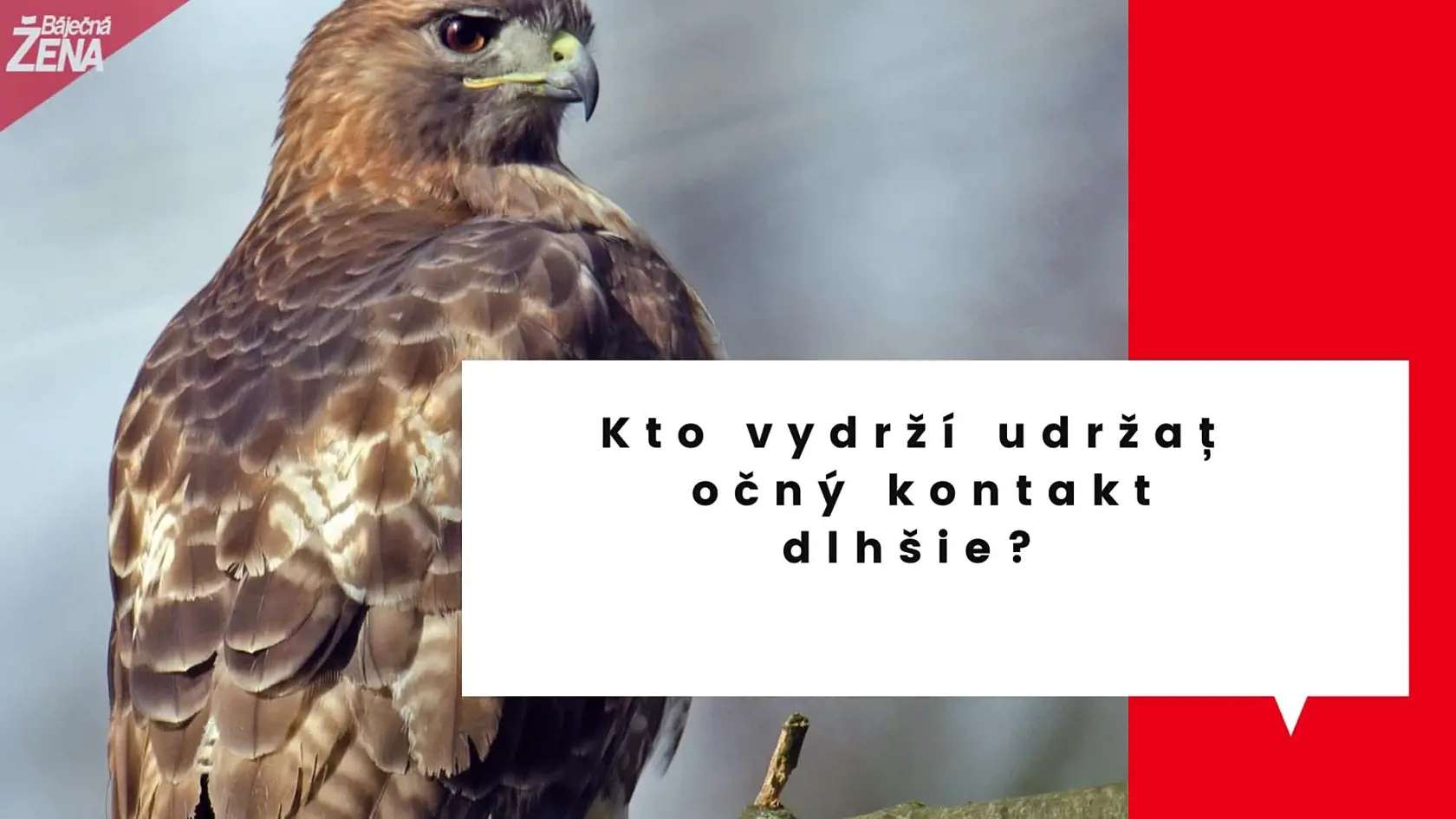 Kto vydrží udržať očný kontakt dlhšie? Dravé vtáky nemajú chybu!