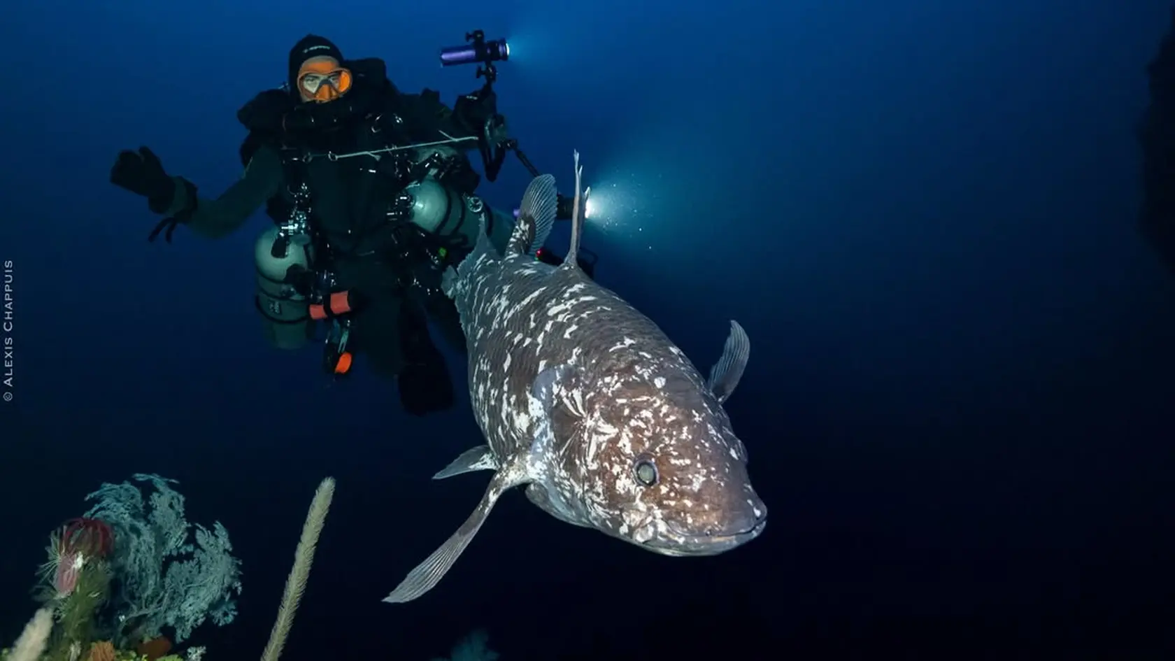 Latiméria indonézska. Objavili ju 145 m pod hladinou oceánu pri indonézskom ostrove Sulawesi.