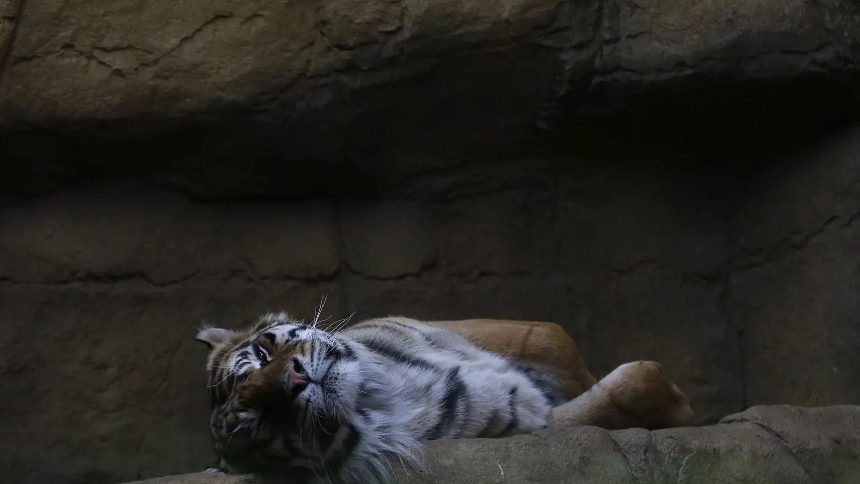 Tigrica v britskej ZOO.