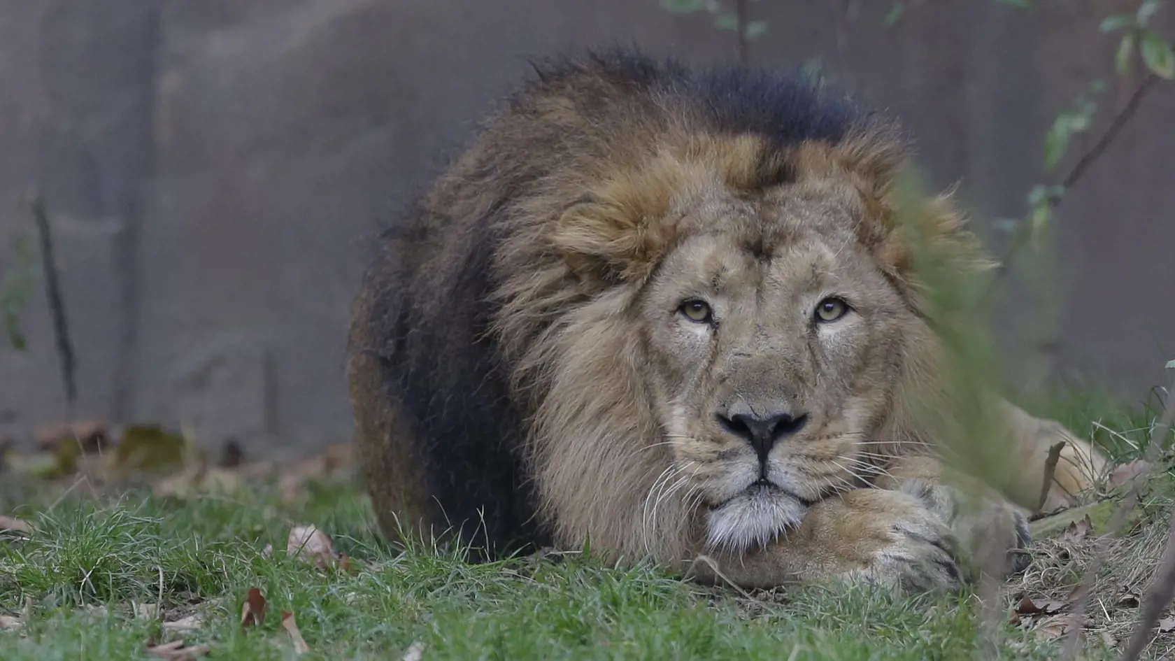 Jeden z ohrozených druhov levov v britskej ZOO.