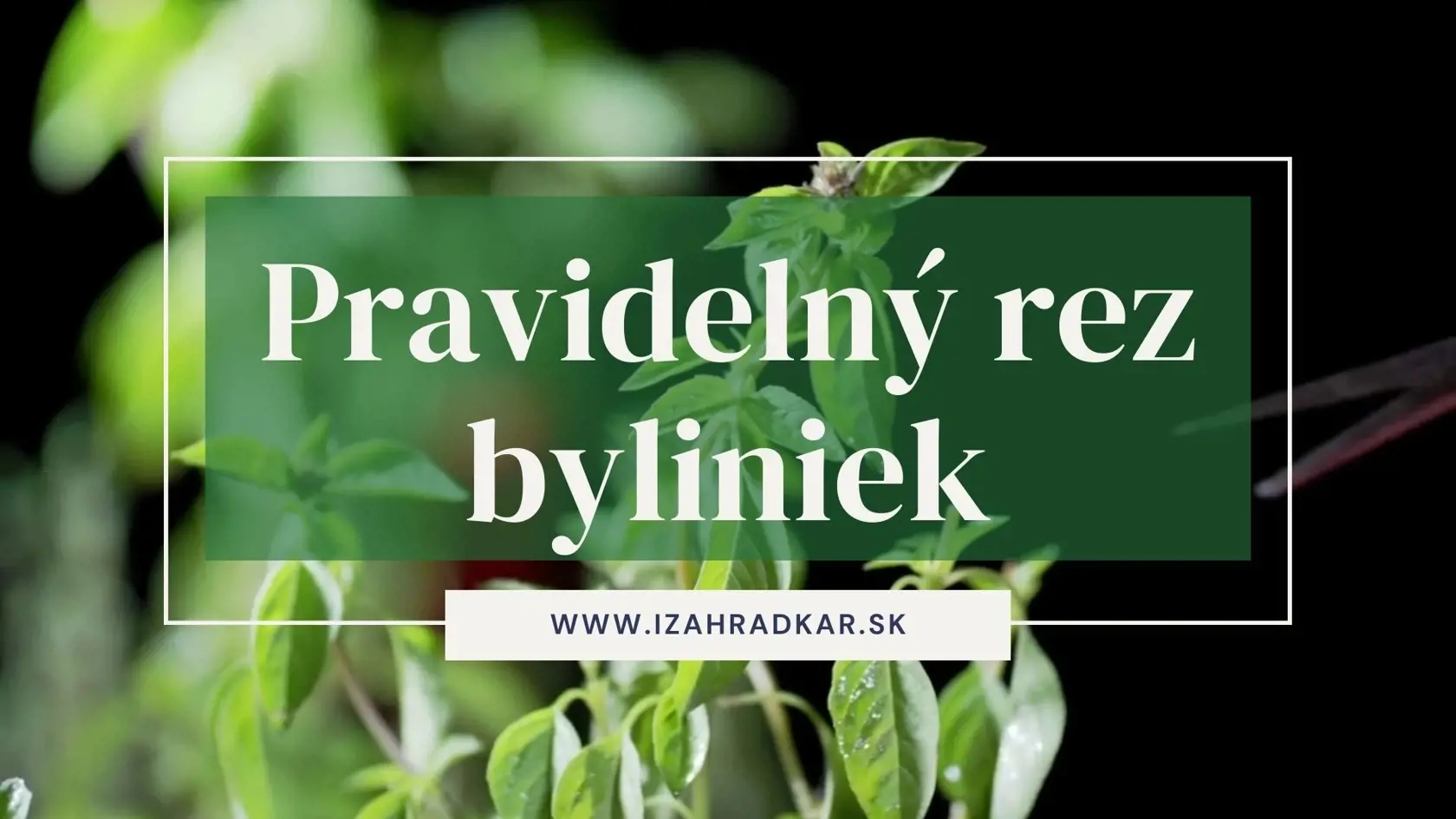 Pravidelný rez byliniek