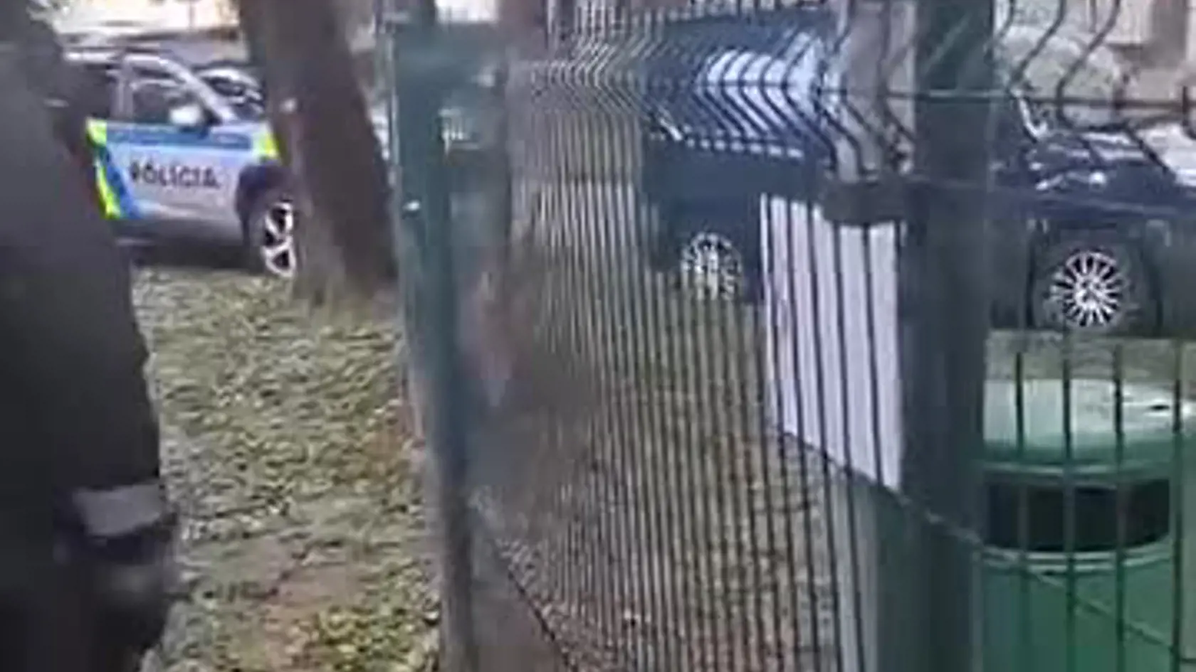 V centre Bratislavy sa pohyboval v utorok doobeda diviak