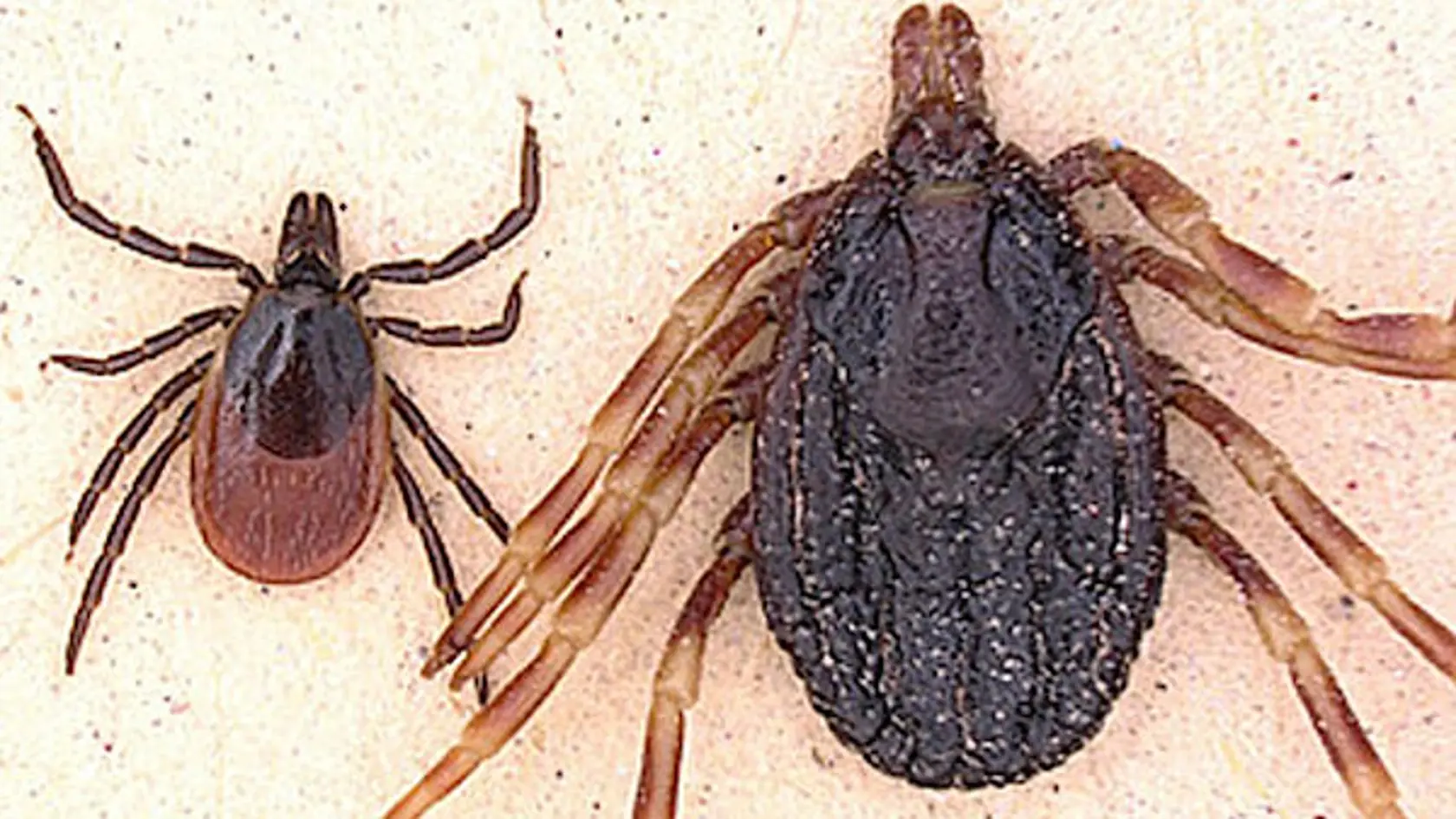 Vľavo na snímke je kliešť obyčajný, vpravo africký druh Hyalomma marginatum.