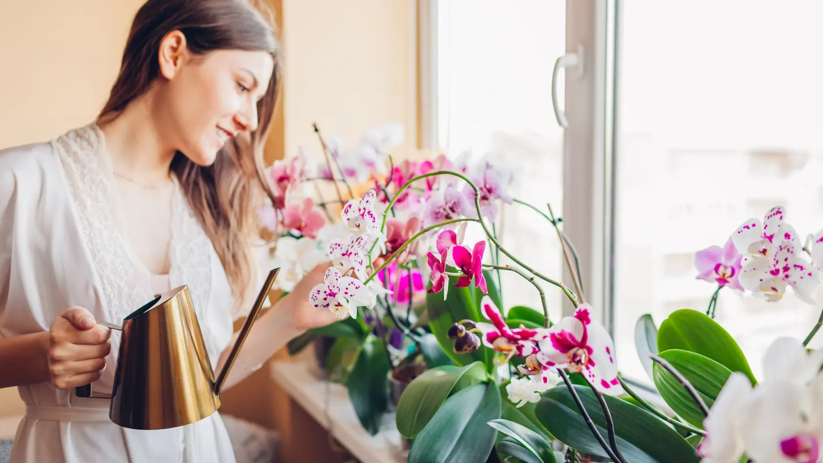 Vaše orchidey sa vám za banánové šupky odvďačia kvitnutím.