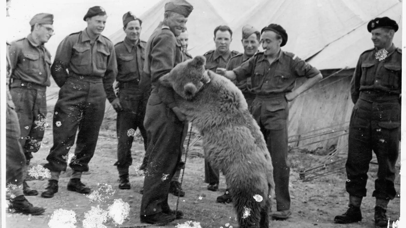 Vojaci sa vo voľných chvíľach s medveďom WOJTEKOM radi hrávali a naučili ho zdraviť po vojensky