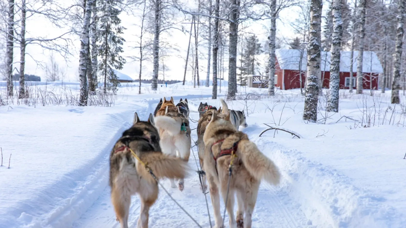 Dog sledding in Northern Finland (Lapland).