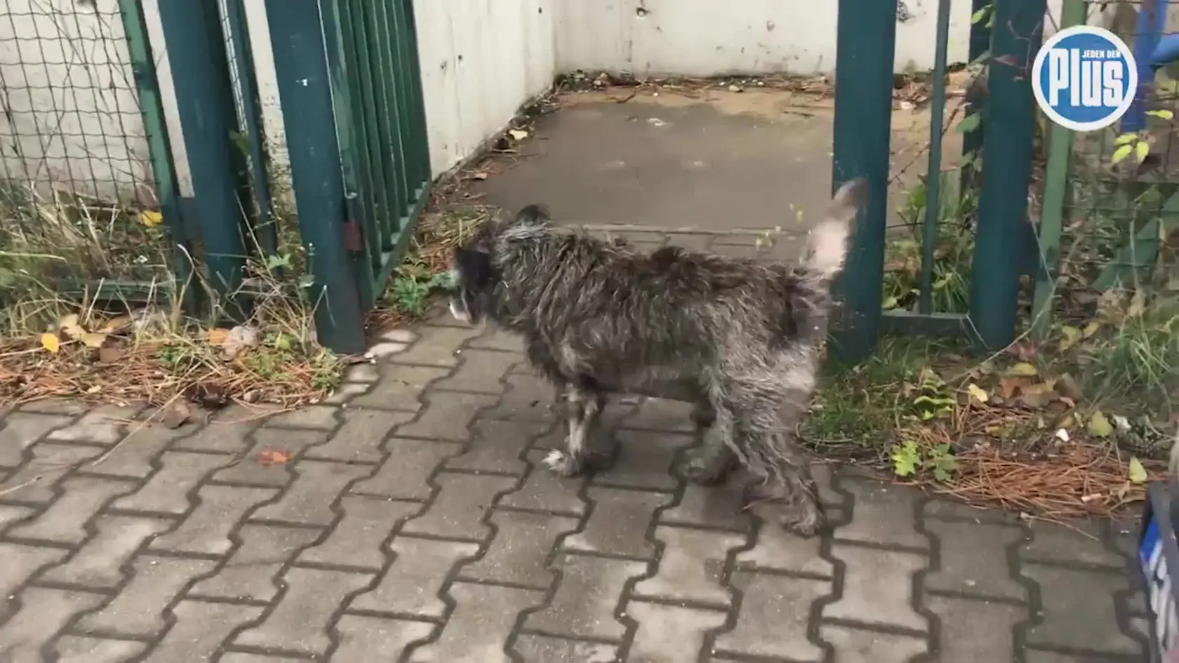 Slovensko malo viac psíkov, ktoré ľudia nazvali menom Hačikó.