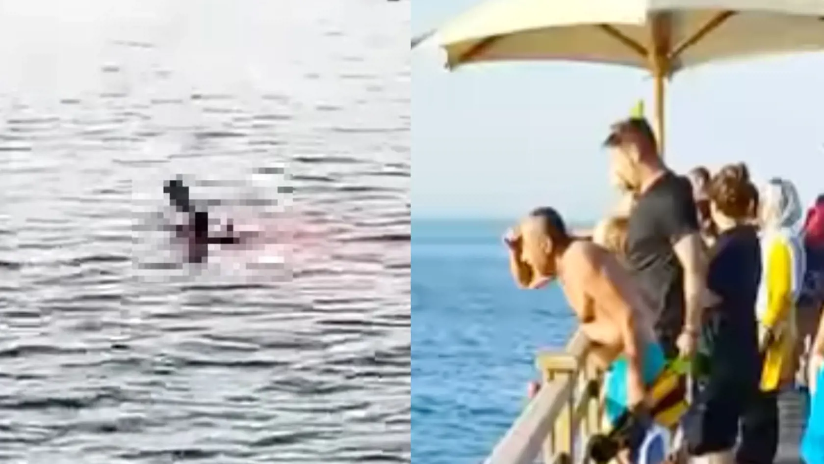 Útok žraloka v Egypte