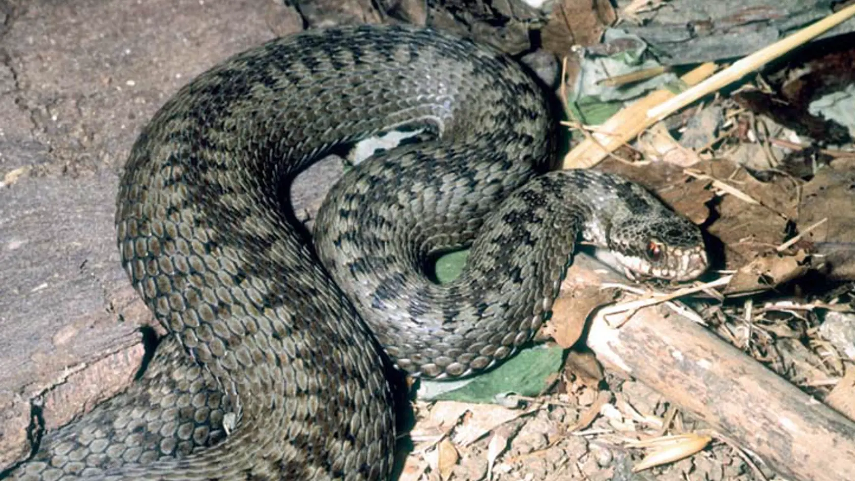 Vretenica severná