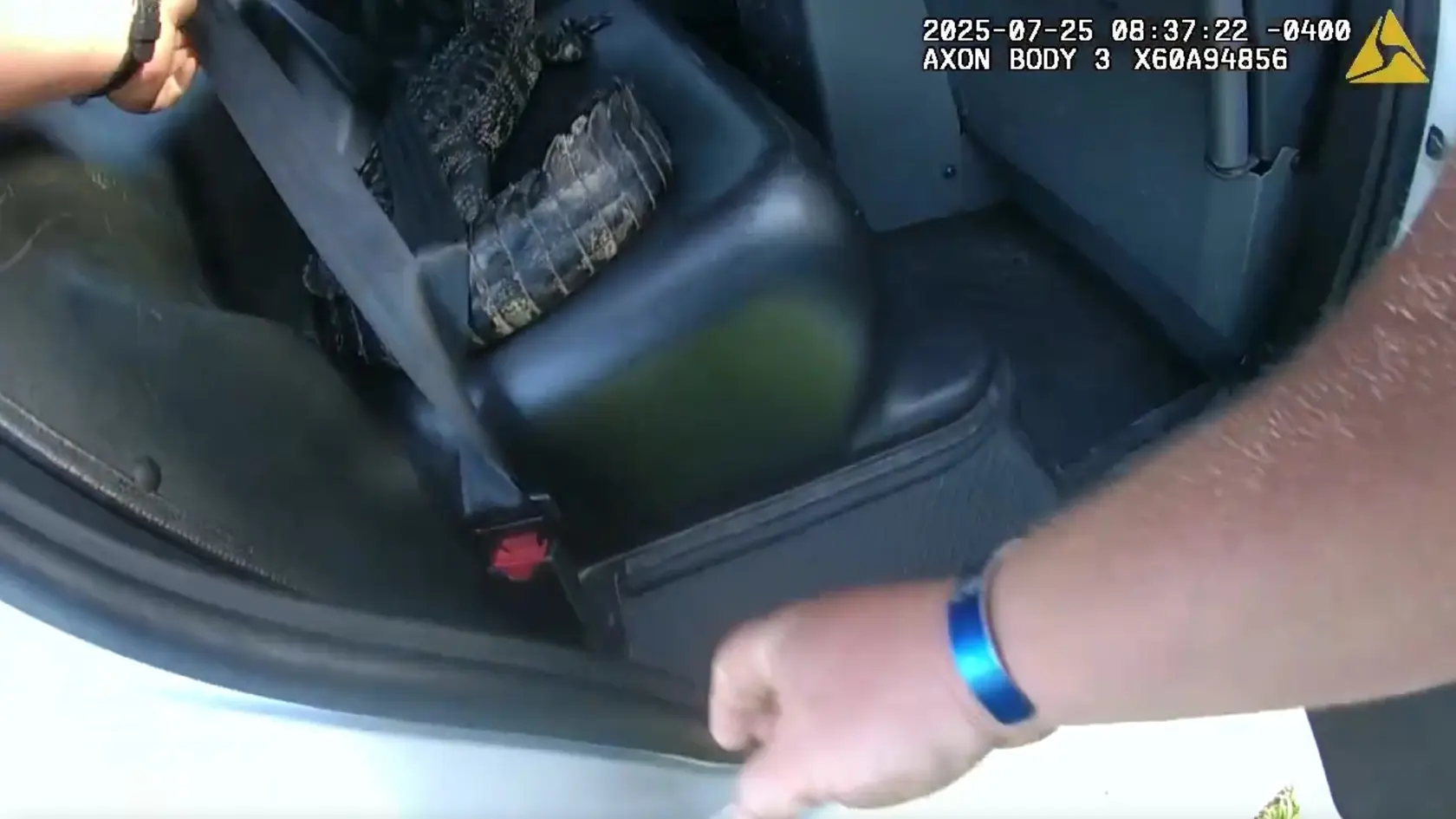 Policajt odviezol pásom pripútaného aligátora k blízkemu rybníku a oslobodil ho.
