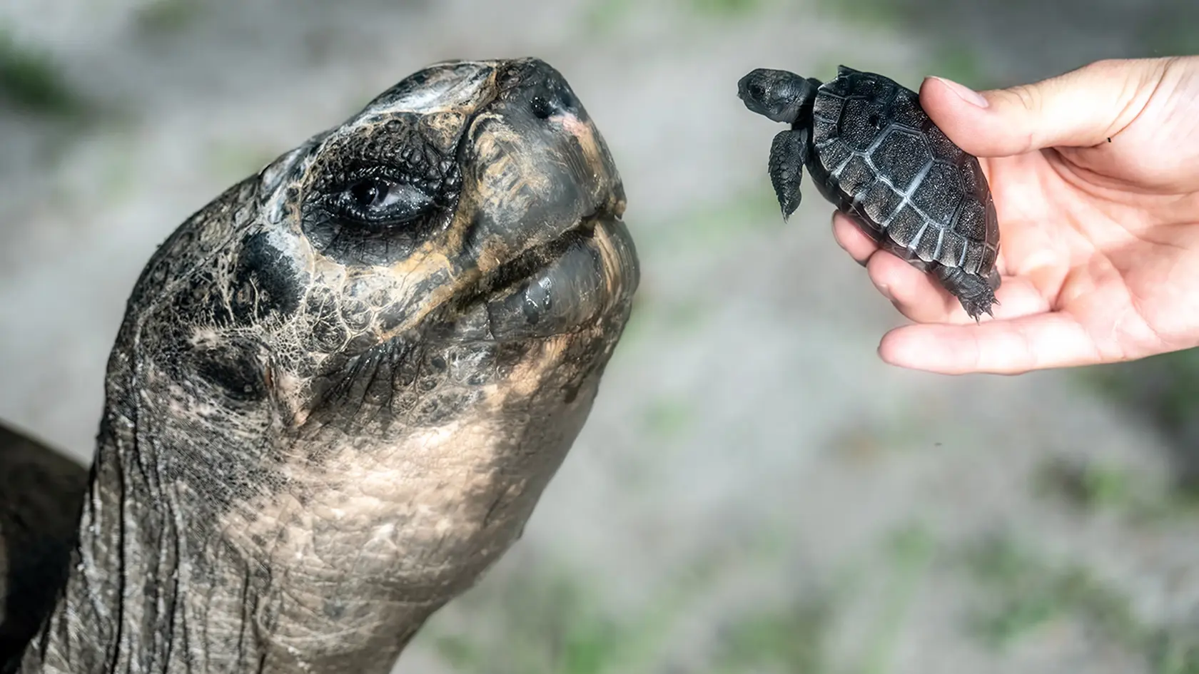 Goliášovi sa trpezlivé čakanie na potomka vyplatilo.