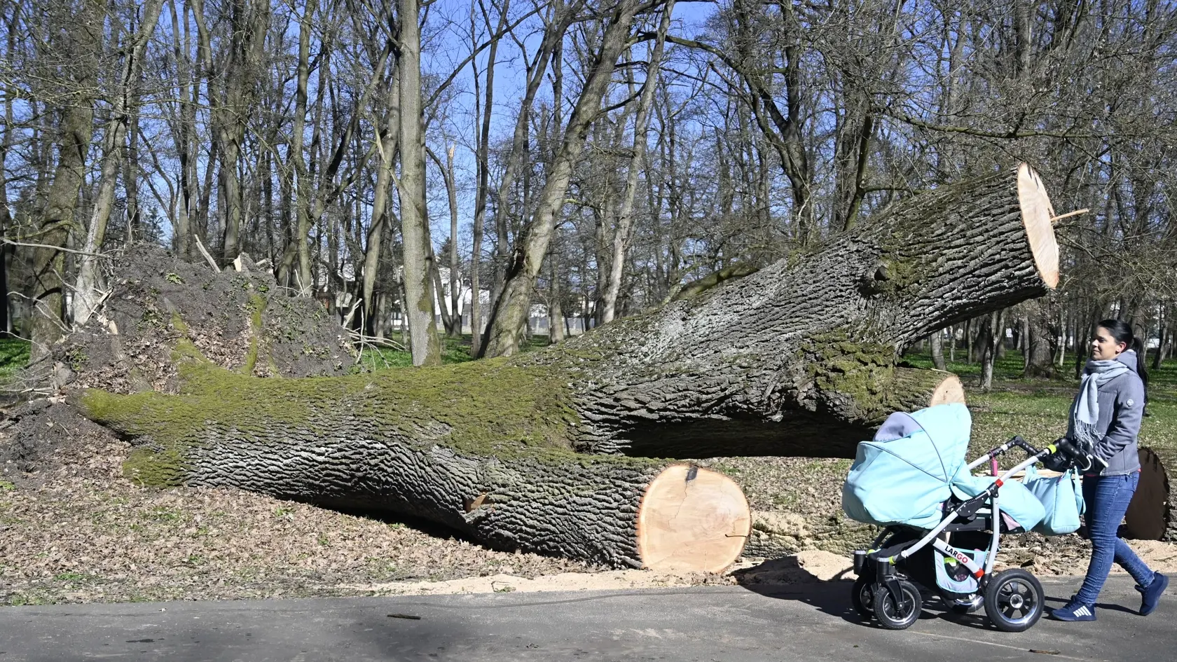 Na snímke spadnuté stromy po silnom vetre v mestskom parku v Trebišove 29. marca 2023. FOTO TASR - Roman Hanc
