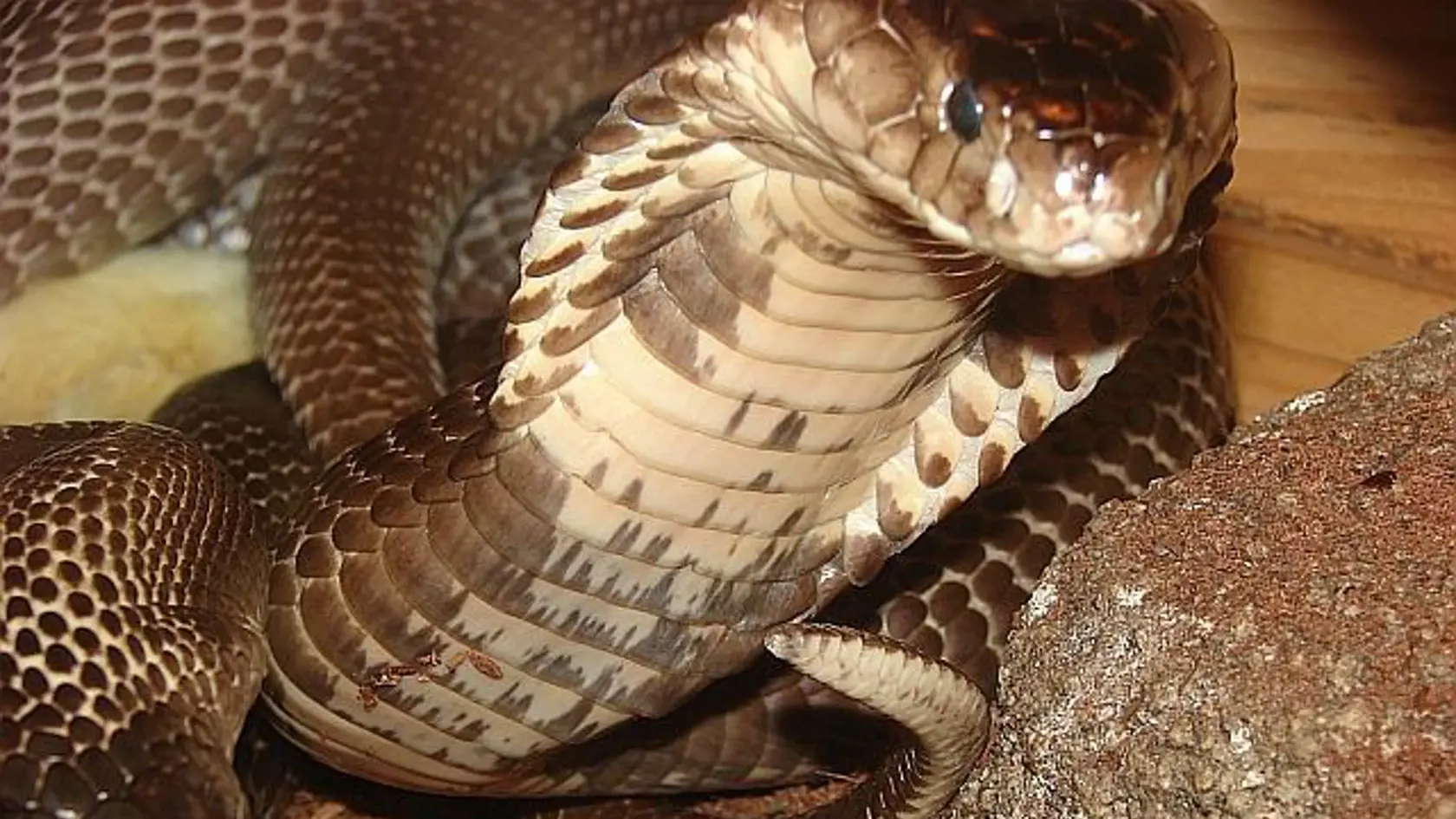 Kobra monoklová