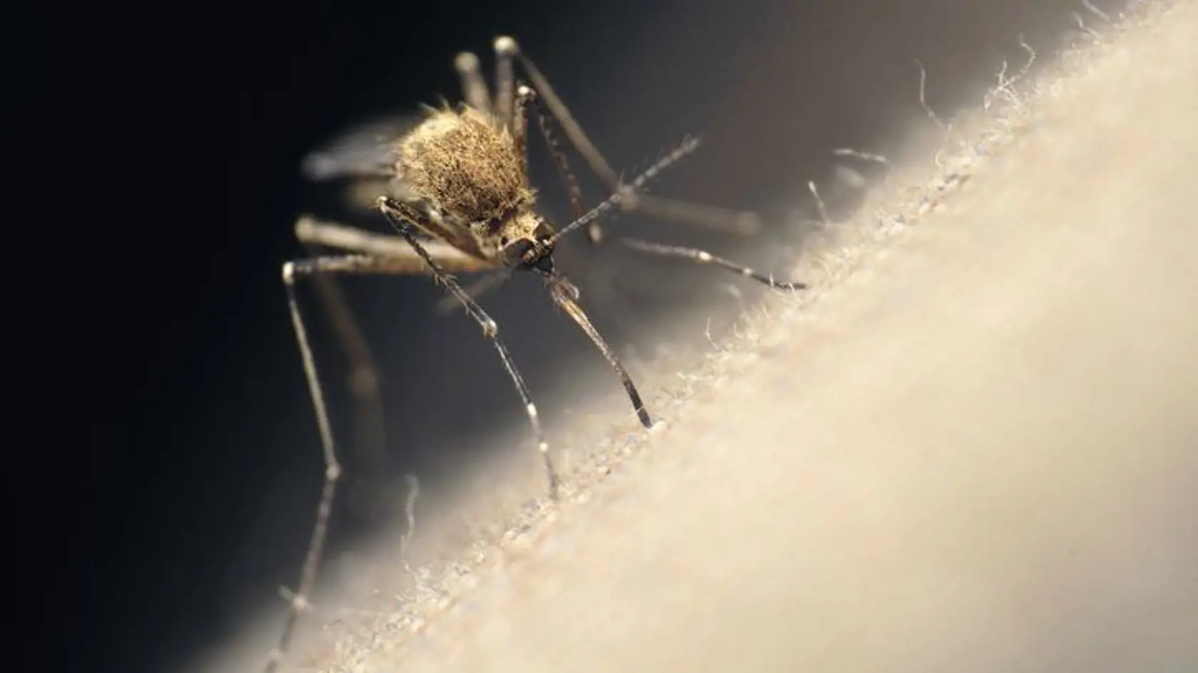 Komár: Pije nám síce krv, ale u nás nepredstavuje hrozbu. V exotických krajinách môže šíriť maláriu, horúčku dengue či žltú zimnicu. Štípanec zvyčajne sčervenie a svrbí. Prípadná alergická reakcia, ktorá sa prejavuje opuchom a žihľavkou, zápalom lymfatických ciev, zdurením uzlín a slabosťou, do niekoľkých dní odoznie. Bežné štípance netreba liečiť. Ak sa však svrbenie nedá zniesť, je dobré rany umyť mydlom a vodou, priložiť chladivý obklad a ošetriť lokálnym antihistaminikom.