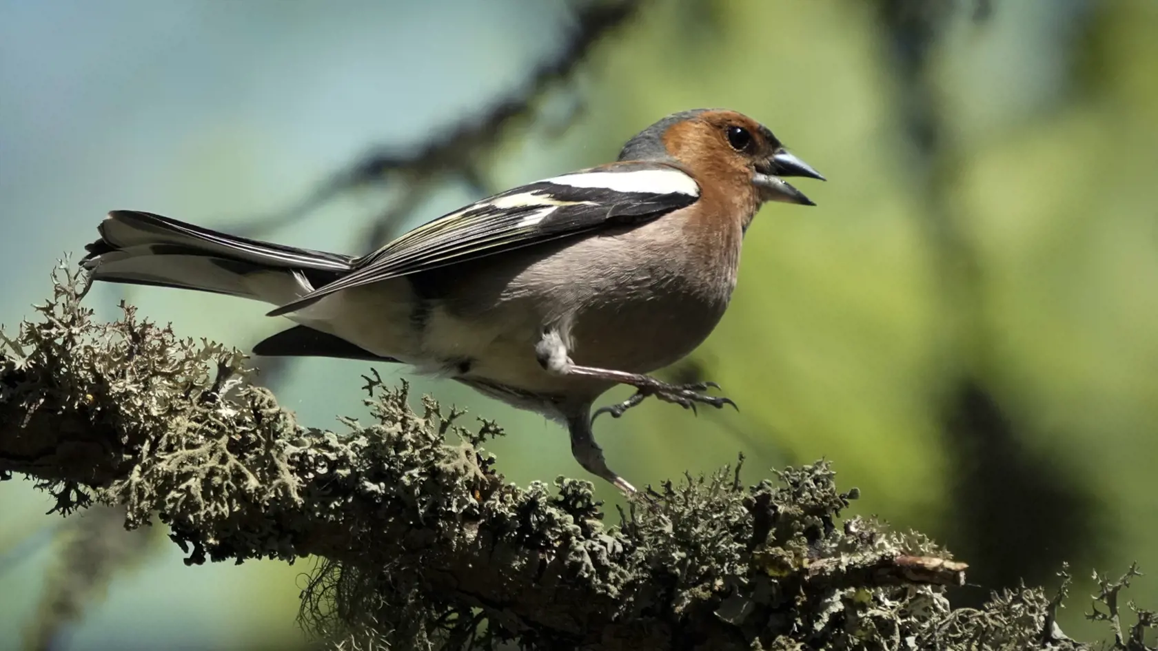 EBE 33 Tallinn - Na snímke pinka spieva na konári stromu v lese pri Tallinne v Estónsku v nedeľu 19. mája 2024. FOTO TASR/AP

A finch sings his spring song in a forest outside Tallinn, Estonia, Sunday, May 19, 2024. (AP Photo/Sergei Grits)