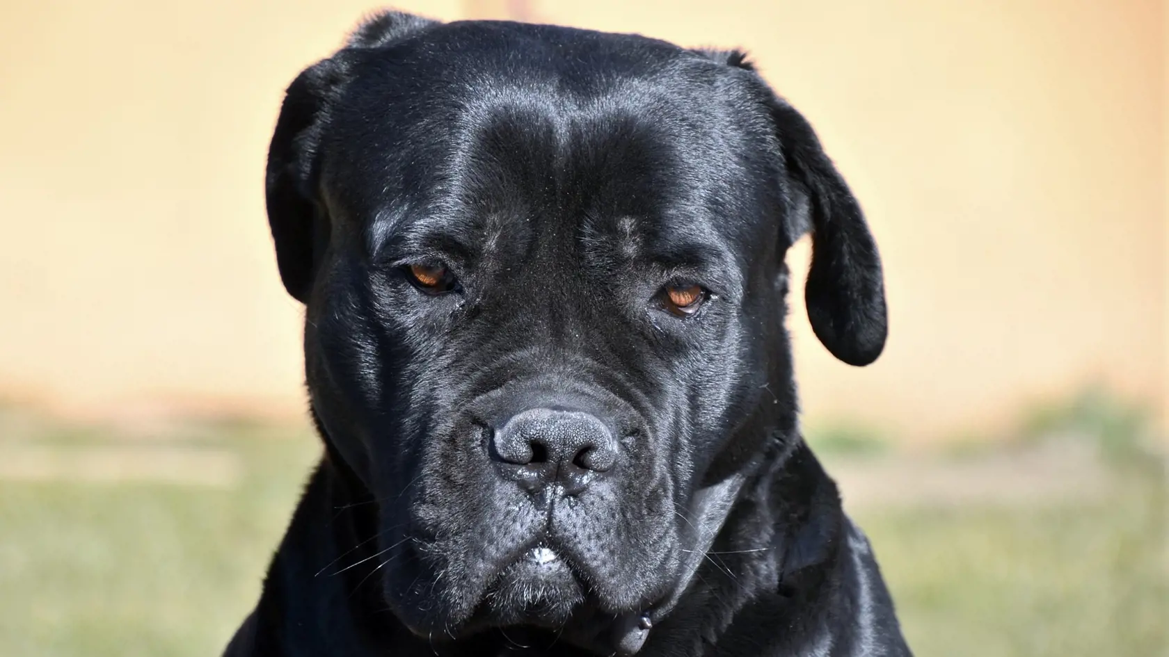 Cane corso.