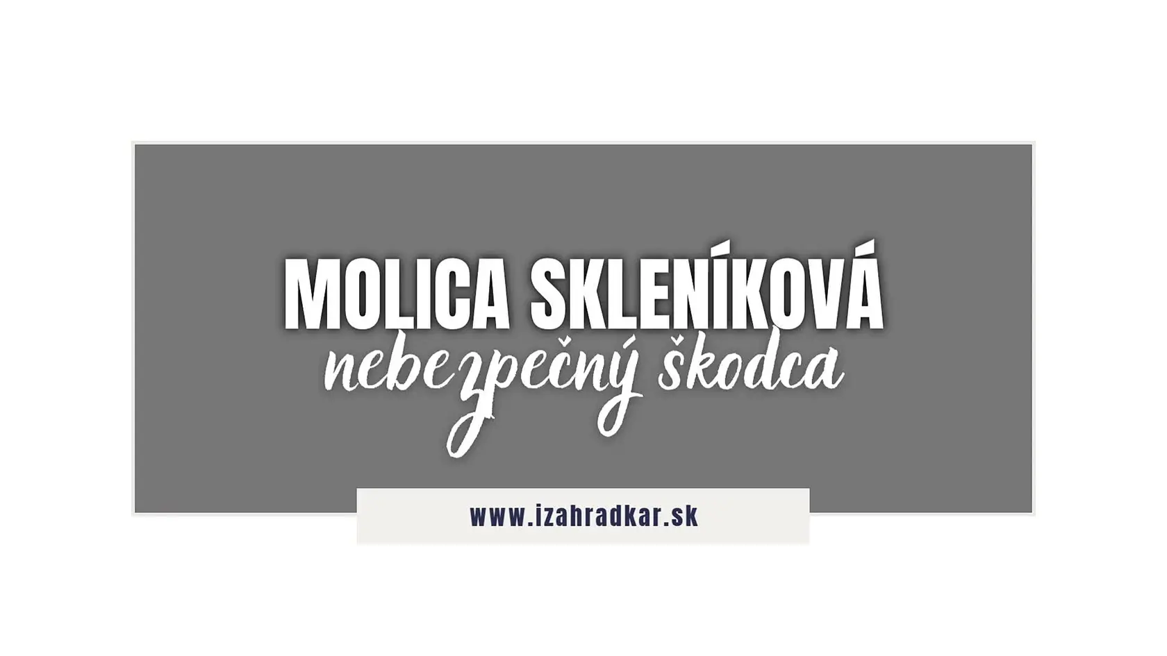 Niet záhradkára, ktorého by nepotešila zelenina, ktorú si sám vypestuje. Tešíte sa na šťavnatú chuť rajčín, či paprík, no vrásky na čele vám urobil na prvý pohľad neviditeľný biely hmyz? Molica skleníková vie napáchať škody, no viete sa jej účinne zbaviť. Ako na to?