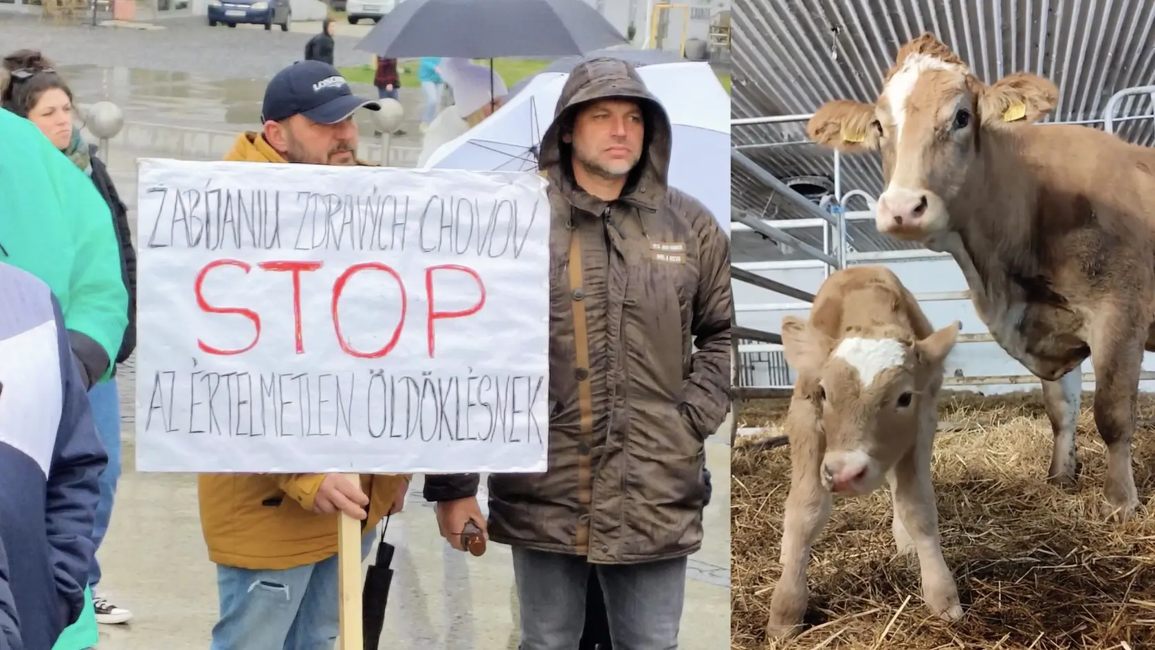 Na farme v Žiline, len kúsok od kafilérie, sa narodilo teliatko, ktoré okamžite vzbudilo pozornosť. Na jeho čele sa totiž črtá škvrna v tvare srdca, čo si mnohí vysvetľujú symbolicky. Hlavne v čase, keď sú kvôli slintačke a krívačke hromadne utrácané aj zdravé zvieratá. Akoby tým chcelo povedať: „Ľudia, majte srdce!“