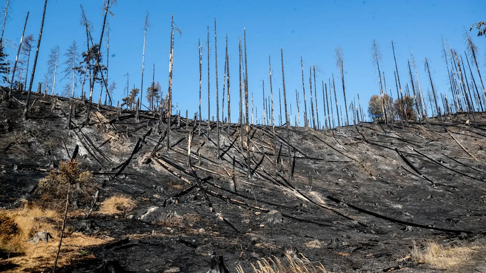 Oheň, ktorý v Českom Švajčiarsku vypukol 24. júla, zničil obrovské množstvo zelene.