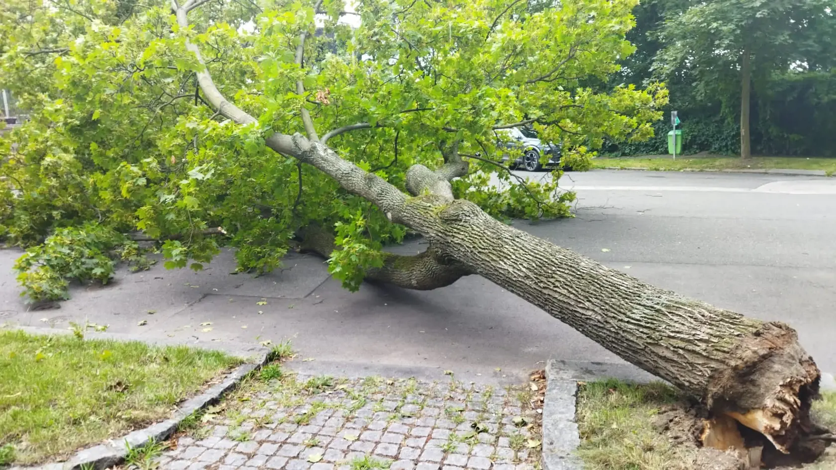 Hasiči v Prahe a stredných Čechách v sobotu popoludní odstraňovali následky búrky - šlo najmä o popadané stromy a zlomené vetvy.