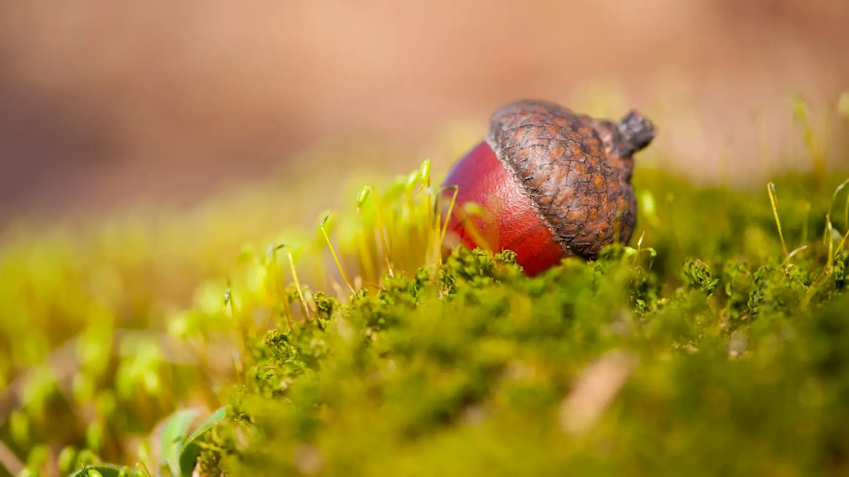 The,Acorn,Lies,On,The,Green,Moss,Of,The,Autumn
