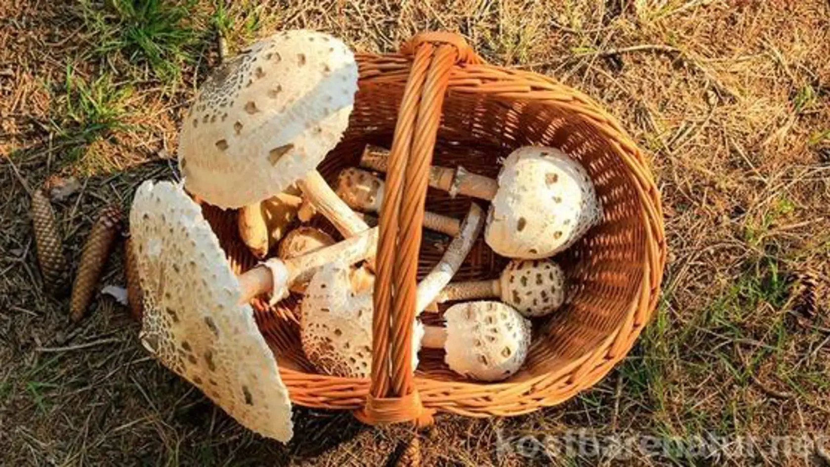 Dlhé hodiny strávené v lese sa tento rok väčšine hubárov nevyplatia! Úlovky nepokryjú ani dno košíka.