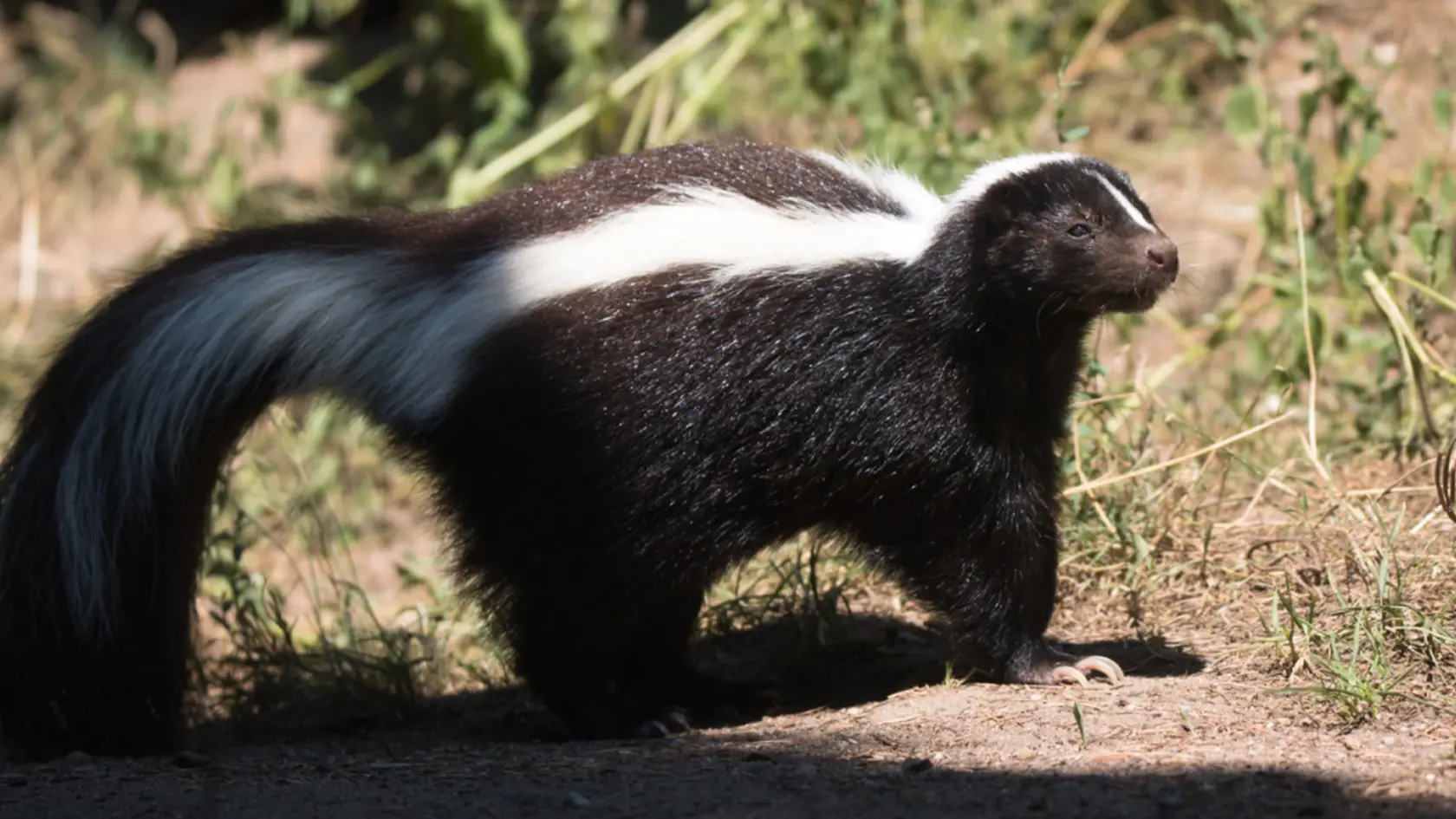 Skunk pruhovaný v Bratislavskej ZOO miluje zábavu.