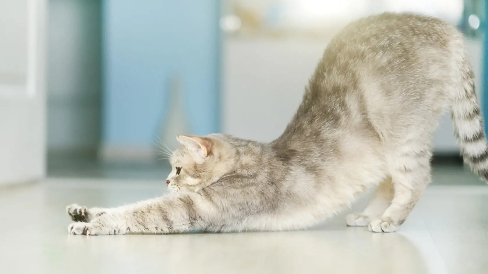 Cat,Stretching.,Yoga,Cat