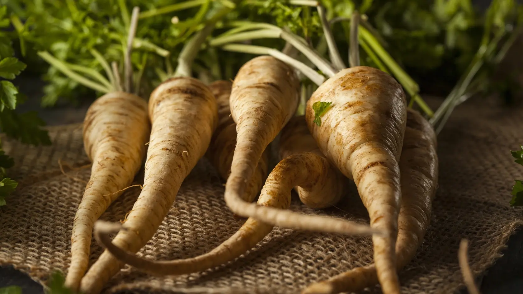 Petržlen obsahuje veľké množstvo vápnika, horčíka, draslíka, vitamín C aj provitamín A.