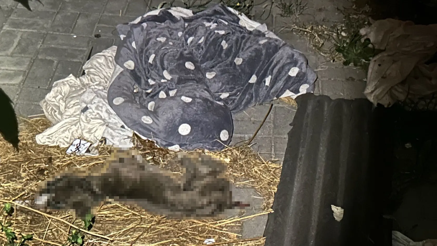 Žena psíka vyhladovala na smrť. 