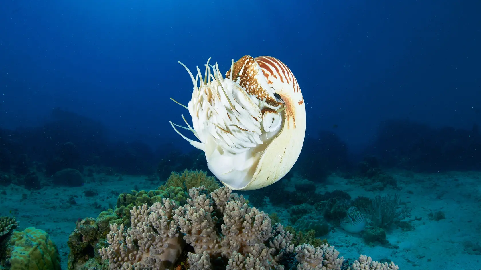 Nautilus sa objavil na konci kambria, teda približne pred päťsto miliónmi rokov.