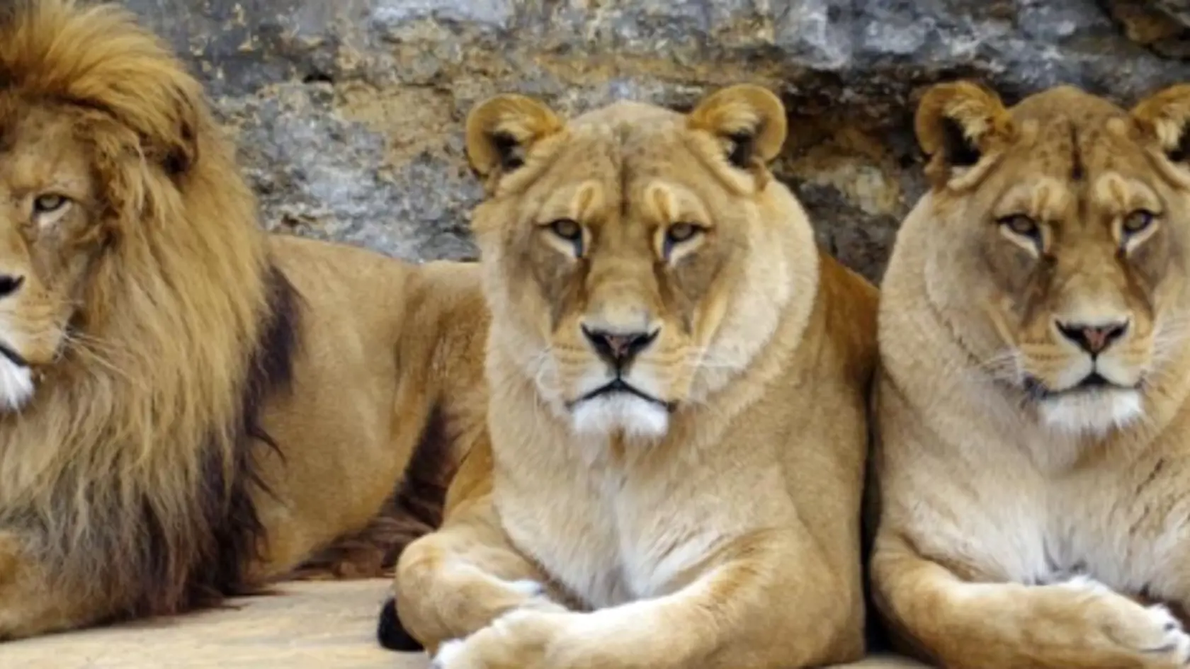 Leva berberského Aslana museli v bojnickej ZOO utratiť.