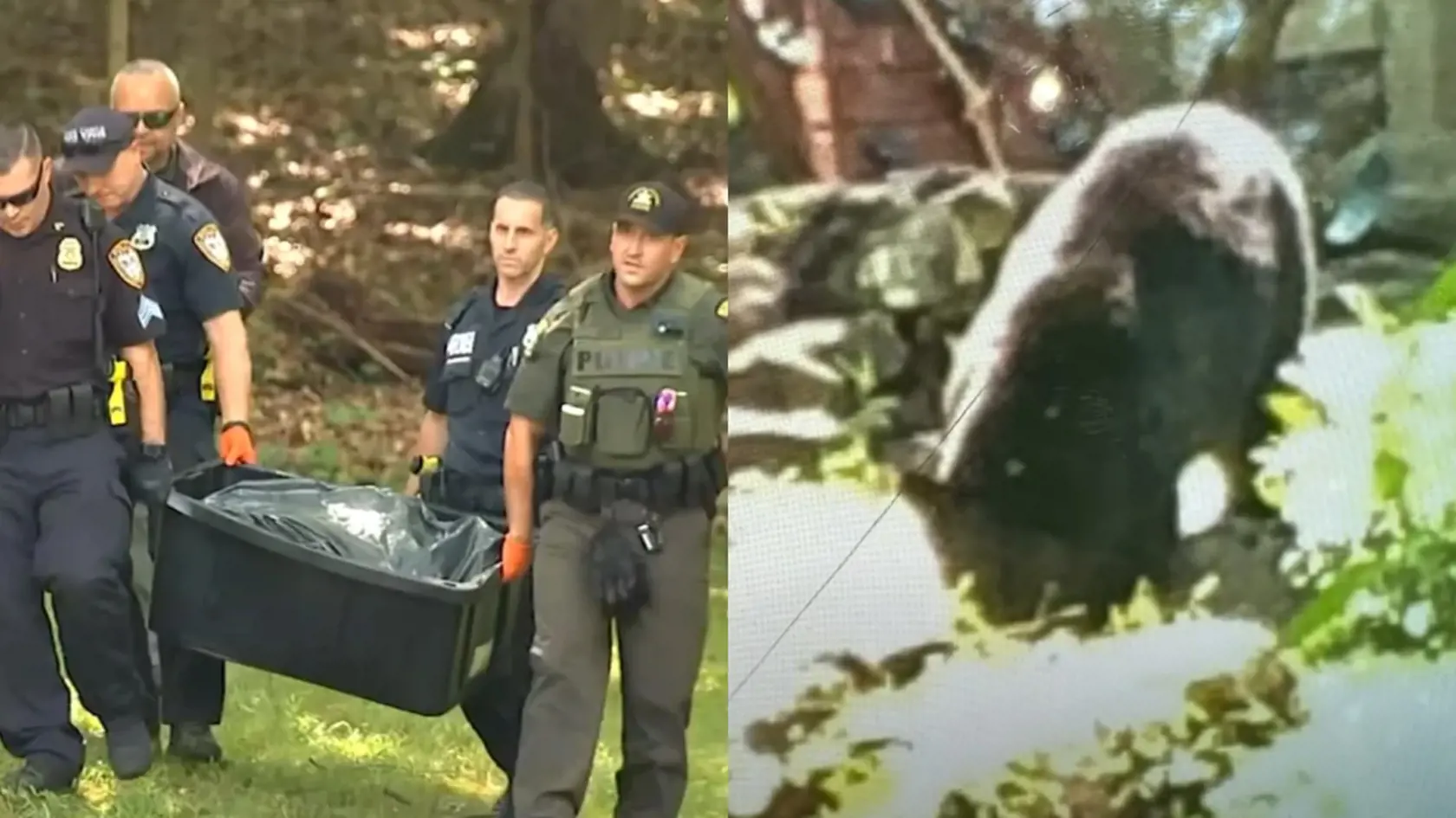 USA: V štáte New York zaútočil medveď na maloletého chlapca
