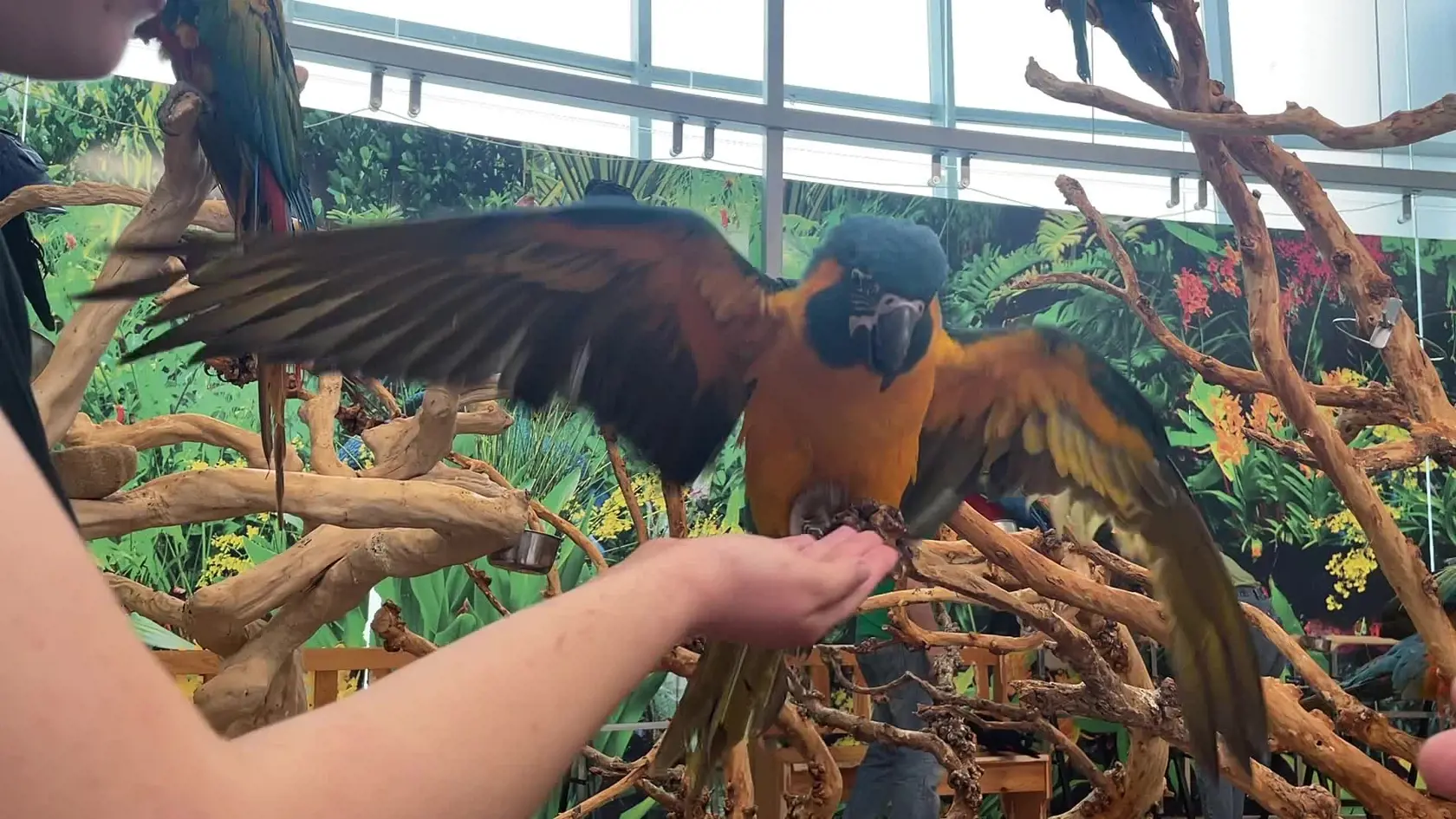 Prvá kontaktná zoo s arami (no i inými exotickými vtákmi) na Slovenku. Za 10€ sa na ľubovoľný čas môžete ocitnúť medzi pestrofarebnými krásavcami, ktorí si posedia na vašich ramenách, zobú vám z rúk a nechajú sa aj pohladkať.