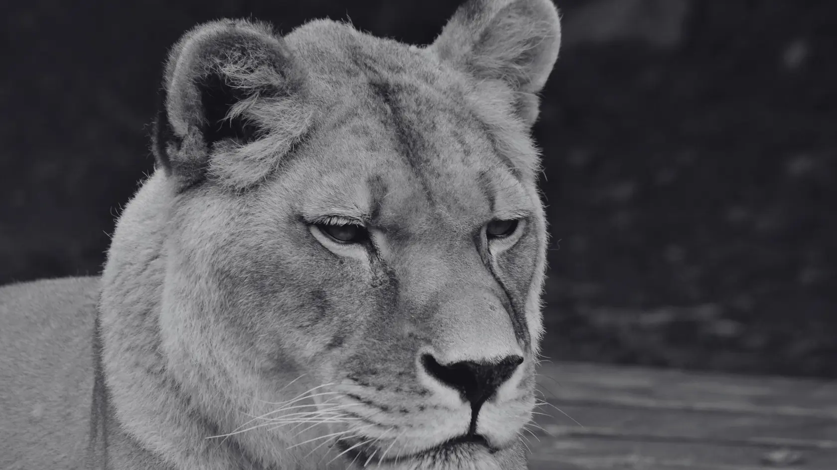 Zomrela levica Laura z košickej zoo.