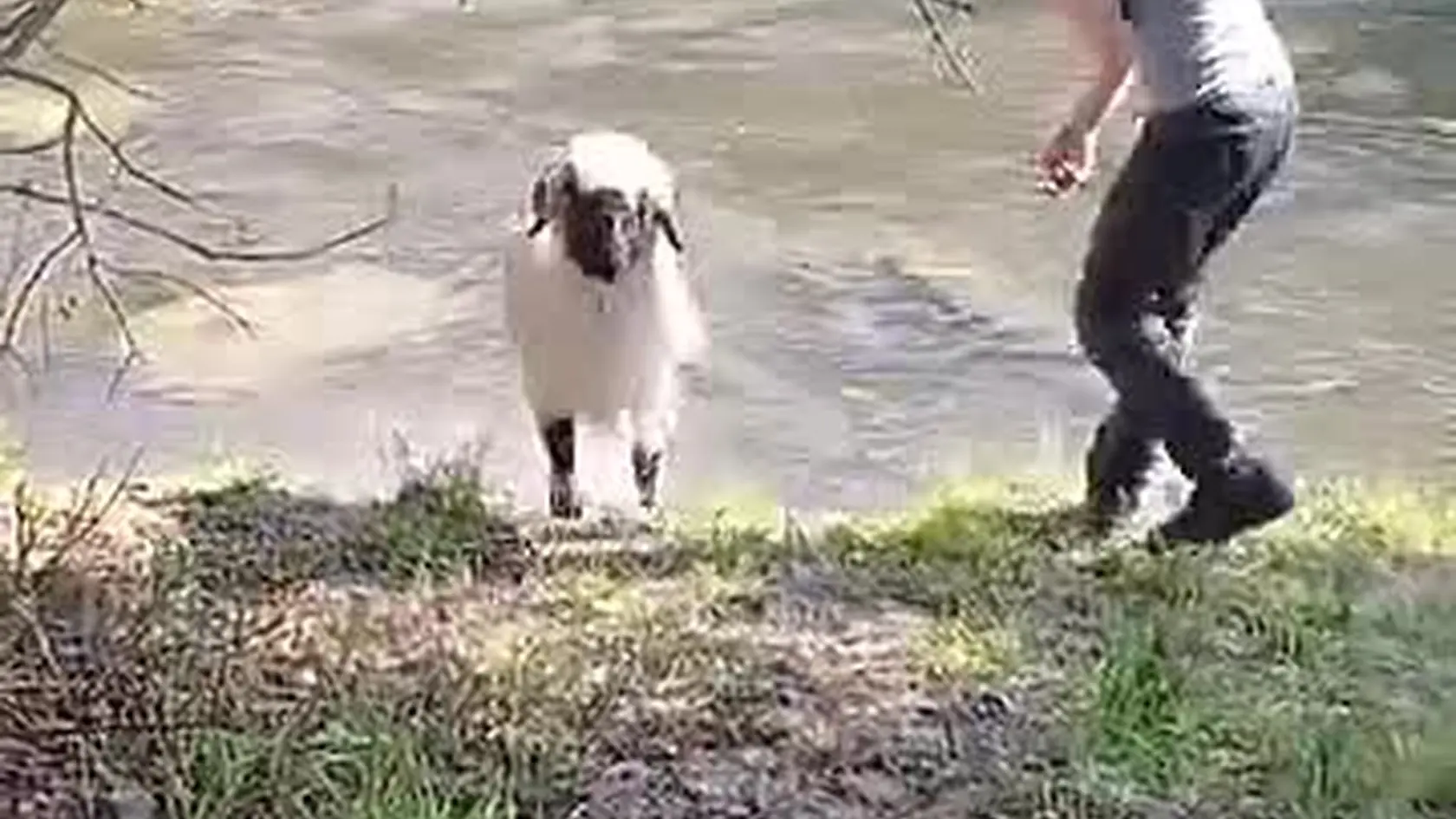 Čiernonosá waliserská jahnička veterinárky a farmárky Kristíny Kovaľovej zo Smižian.