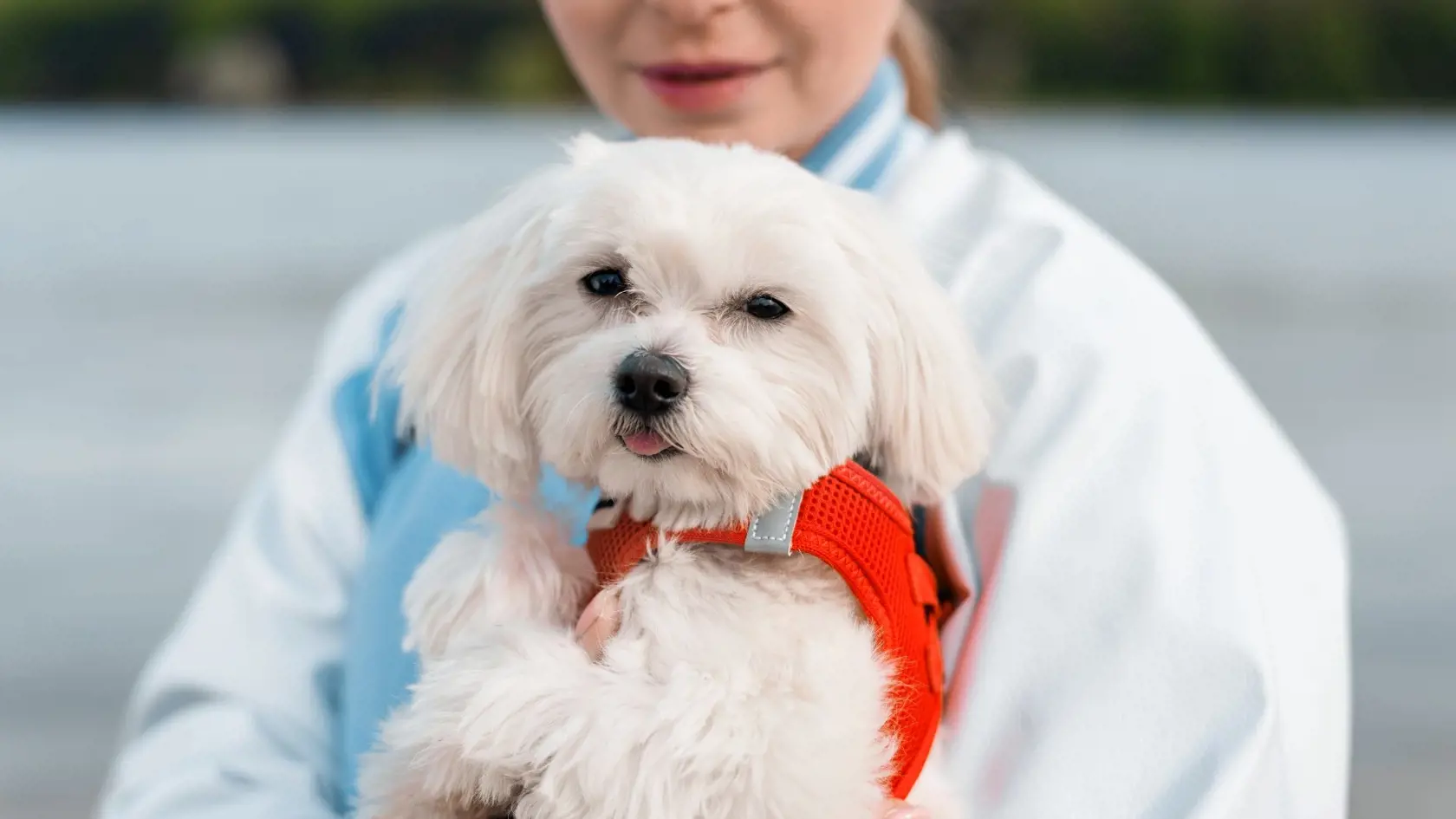 Maltese dog