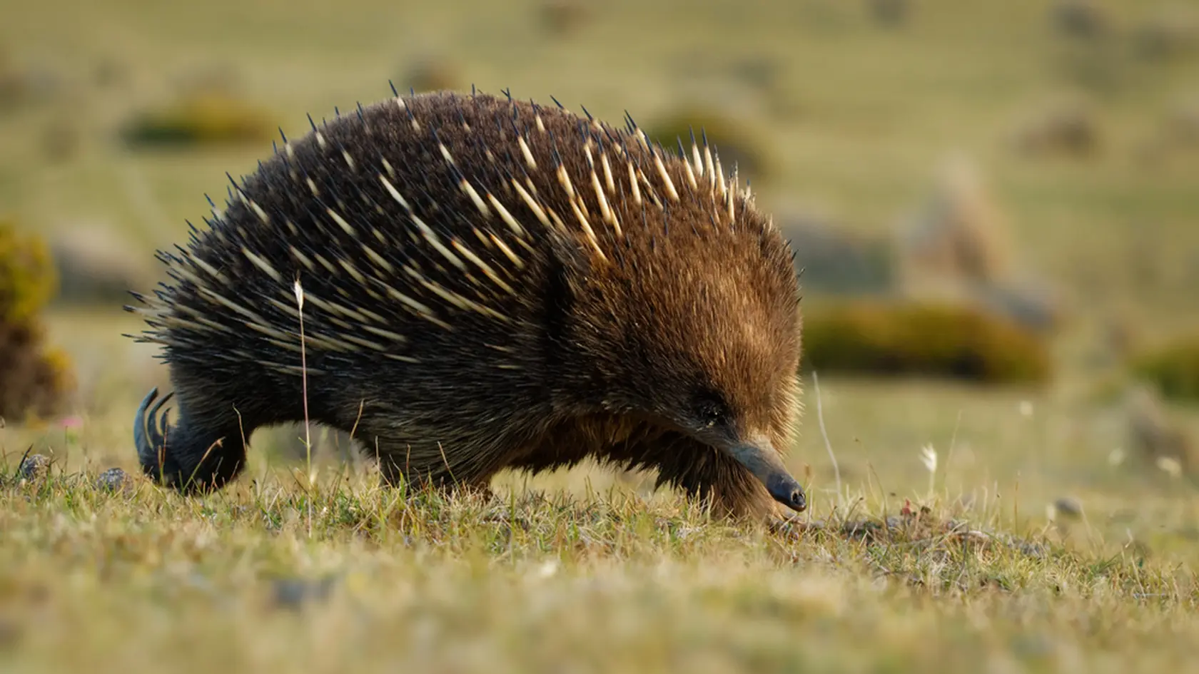 Tachyglossus aculeatus - Short-beaked Echidna in the Australian bush, known as spiny anteaters, family Tachyglossidae in the monotreme order of egg-laying mammals, Tasmania, Australia.