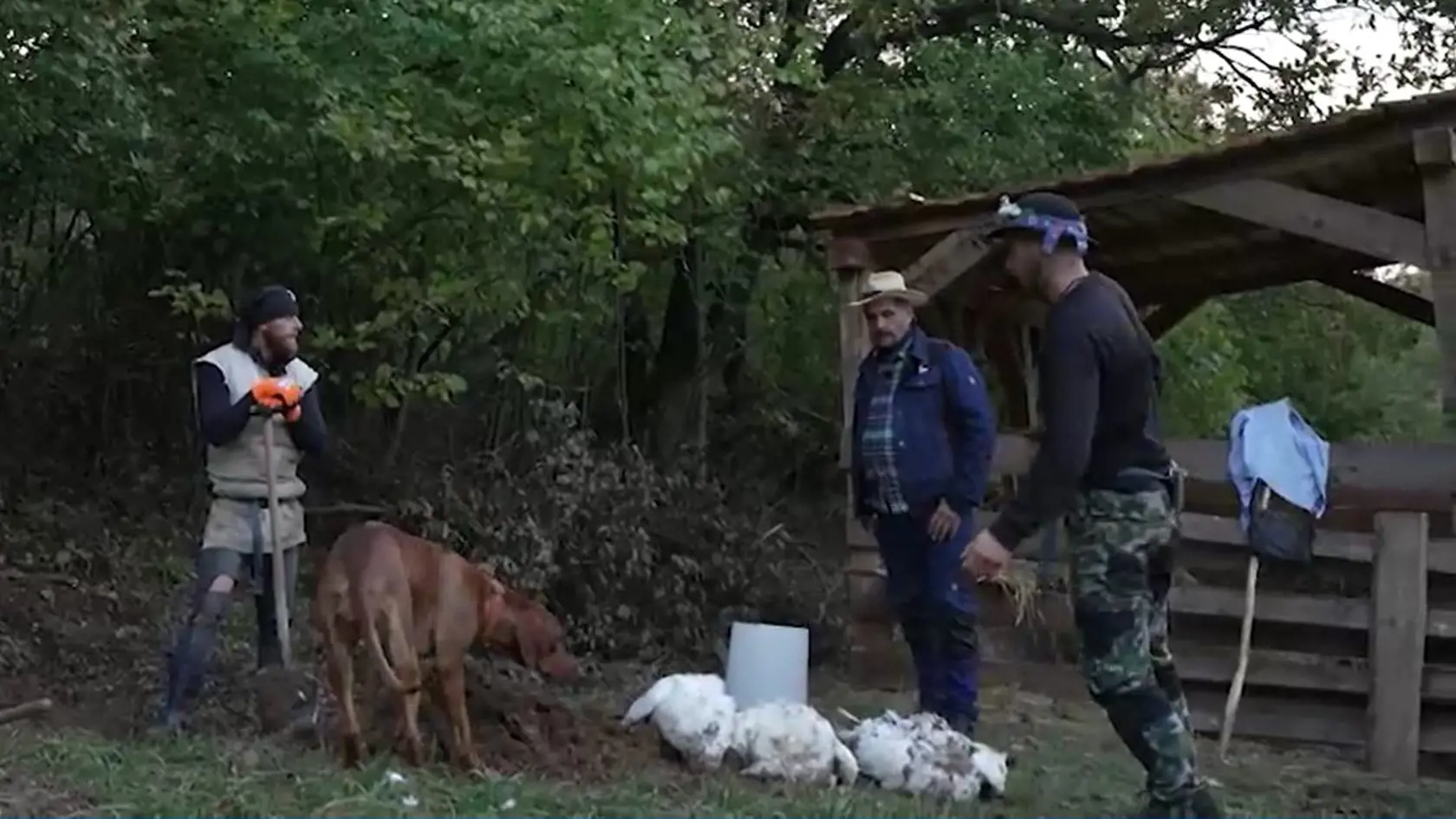Hospodár Martin neveril vlastným očiam. Sluha Peťo nechal v noci umrznúť tri morky.