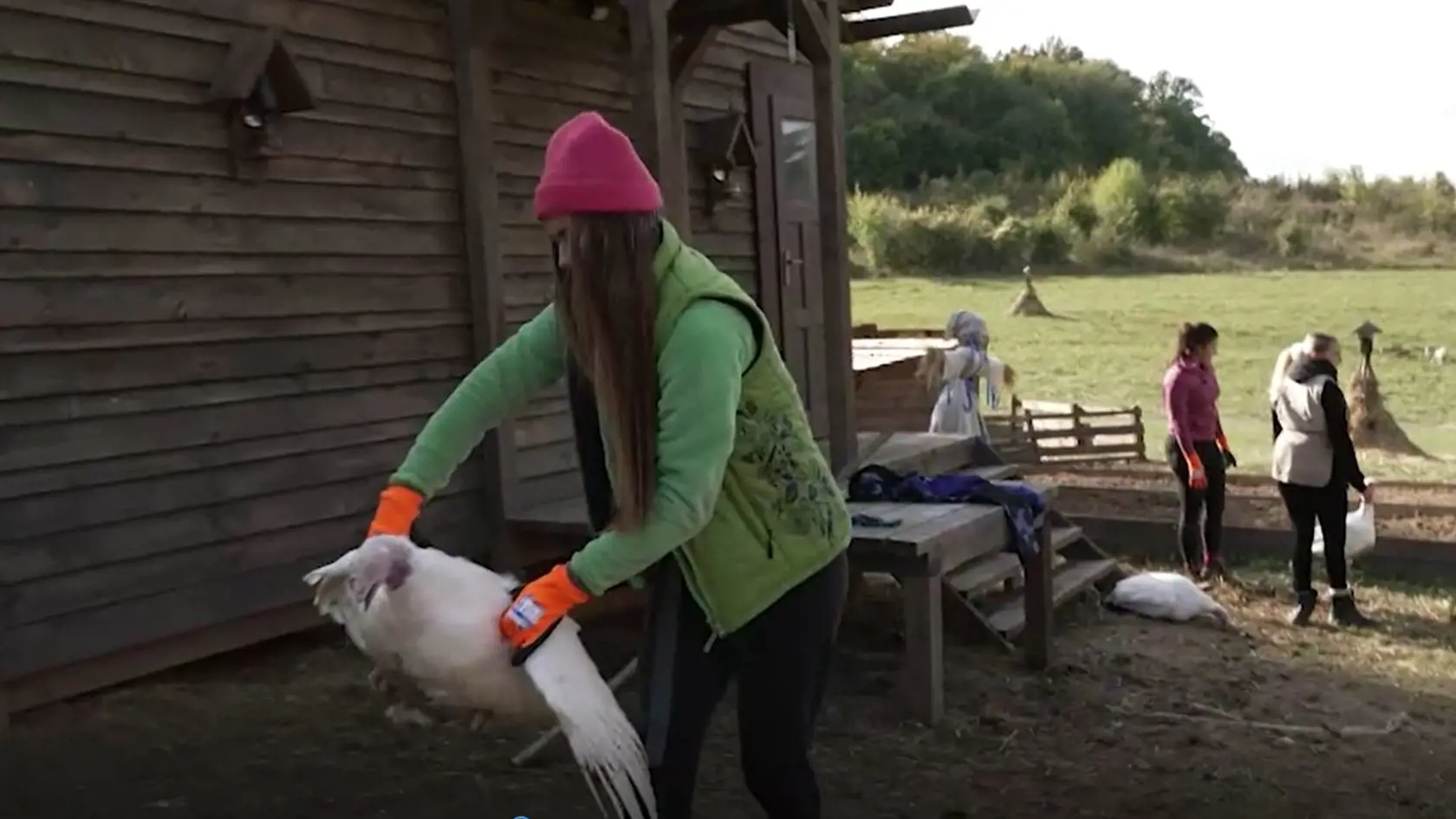 Umrznuté morky sa rozhodli farmári zakopať.