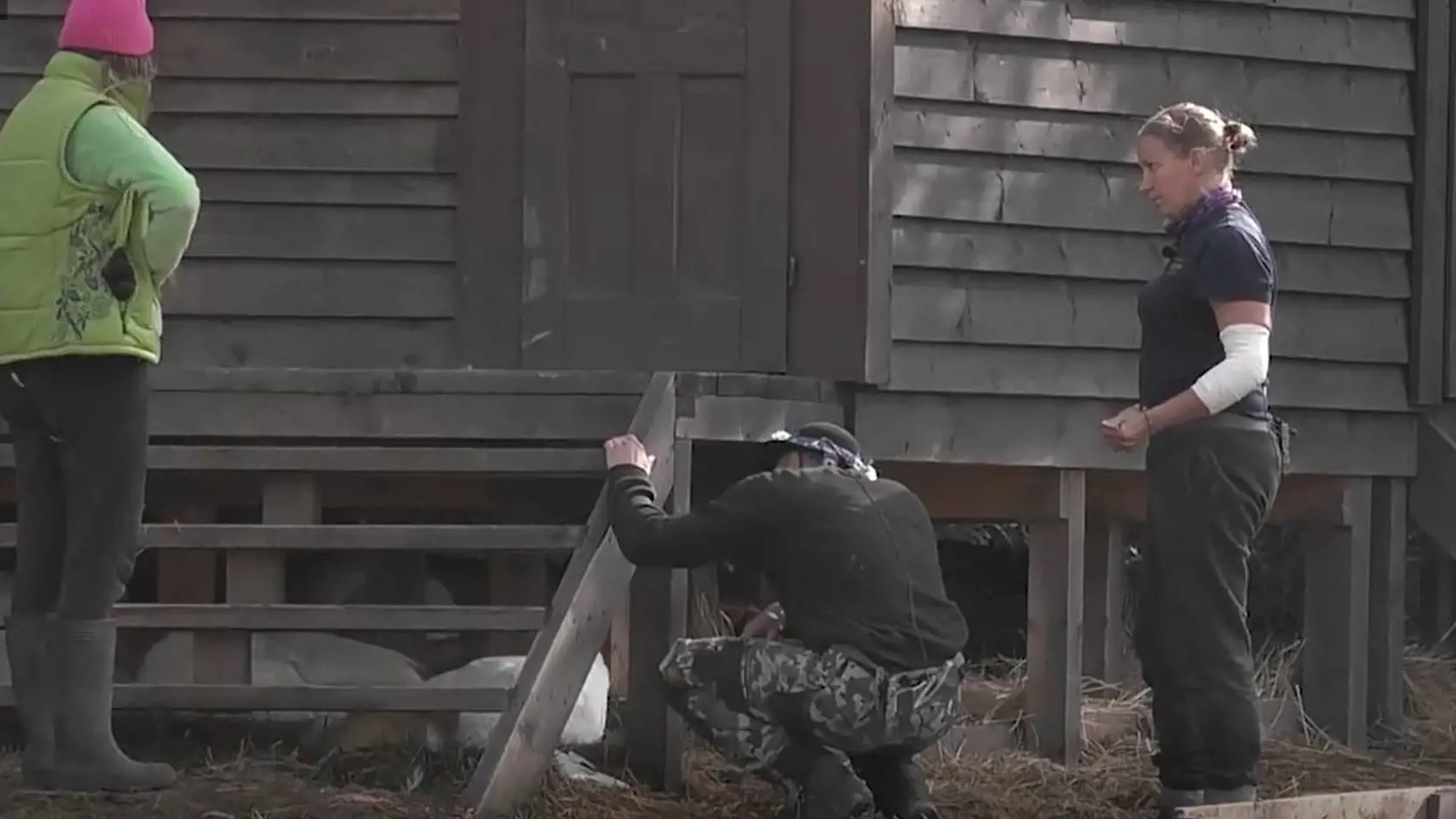 Farmári našli pod schodami umrznuté morky.