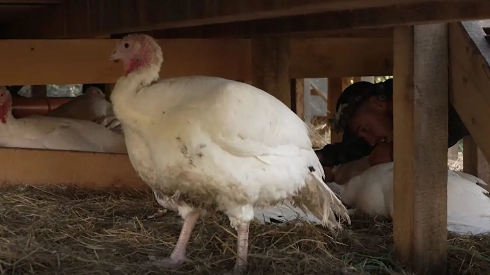 Farmári našli pod schodami umrznuté morky.
