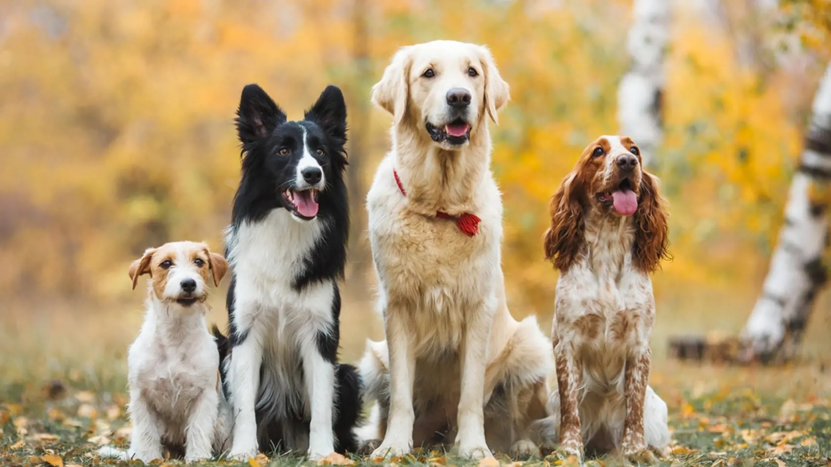 Group,Of,Dogs,Portrait,In,Autumn,Golden,Retriever,Spaniel,Border