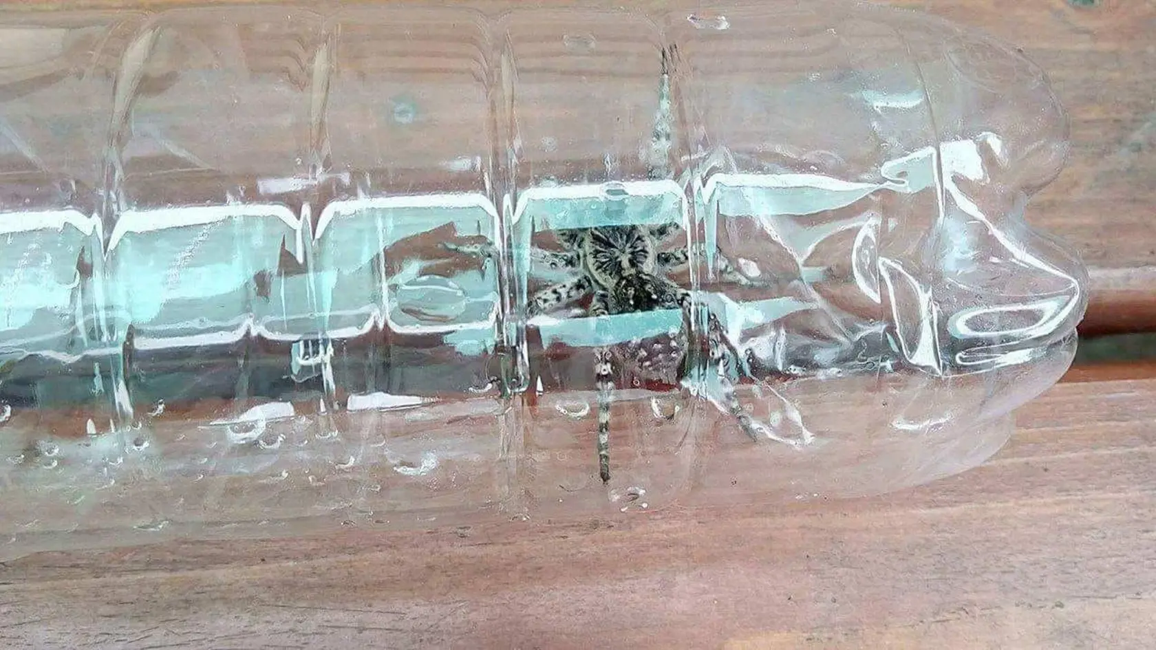 Strehúňa chytila aj pani Angelika.