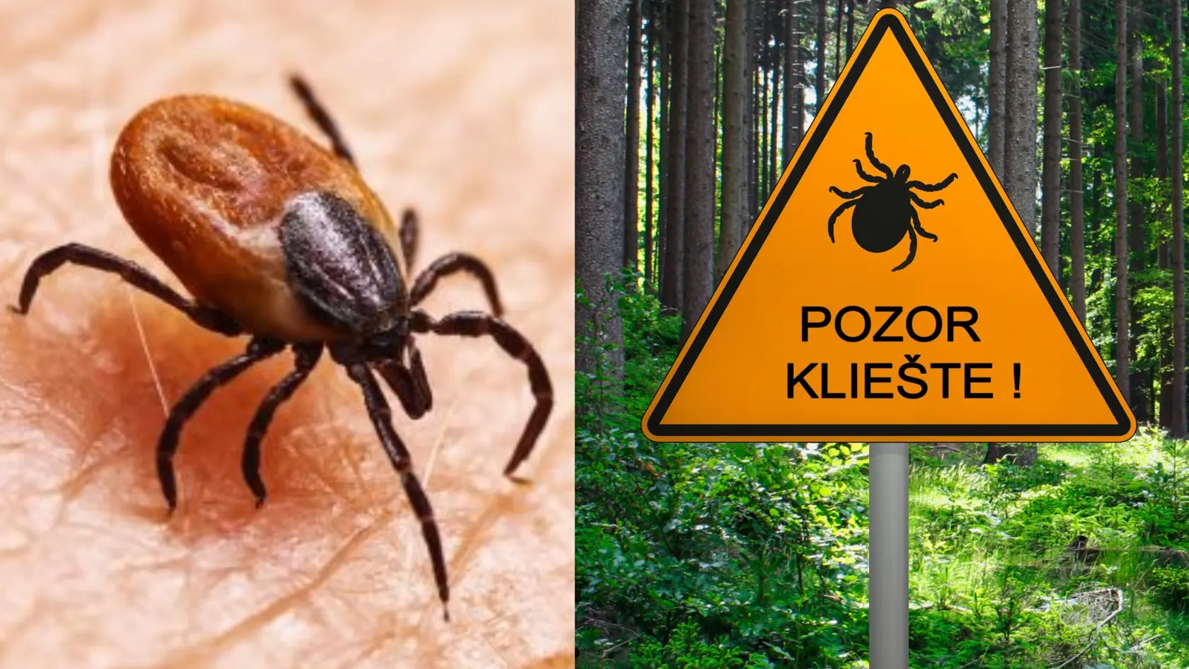 Na Slovensku útočia kliešte už takmer celý rok. Teraz sa objavil exotický exemplár aj v susednom Poľsku.