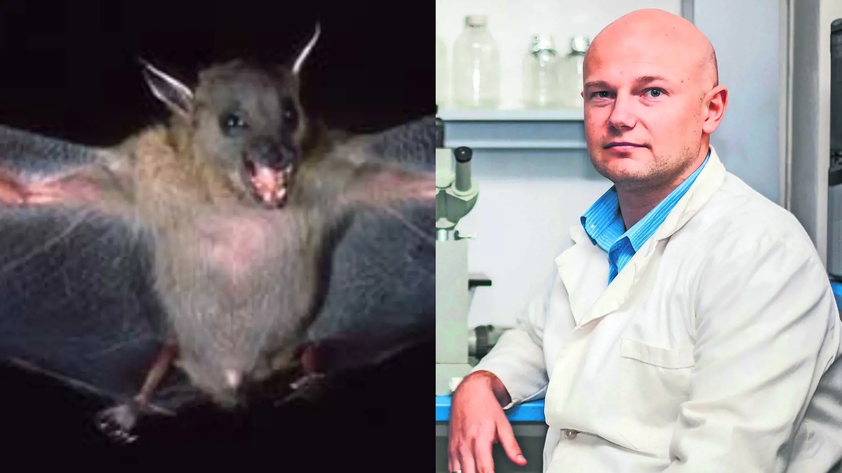 Vírus podobný covidu našli v ruskom netopierovi. Virológ Klempa: Hrozí svetová pandémia?