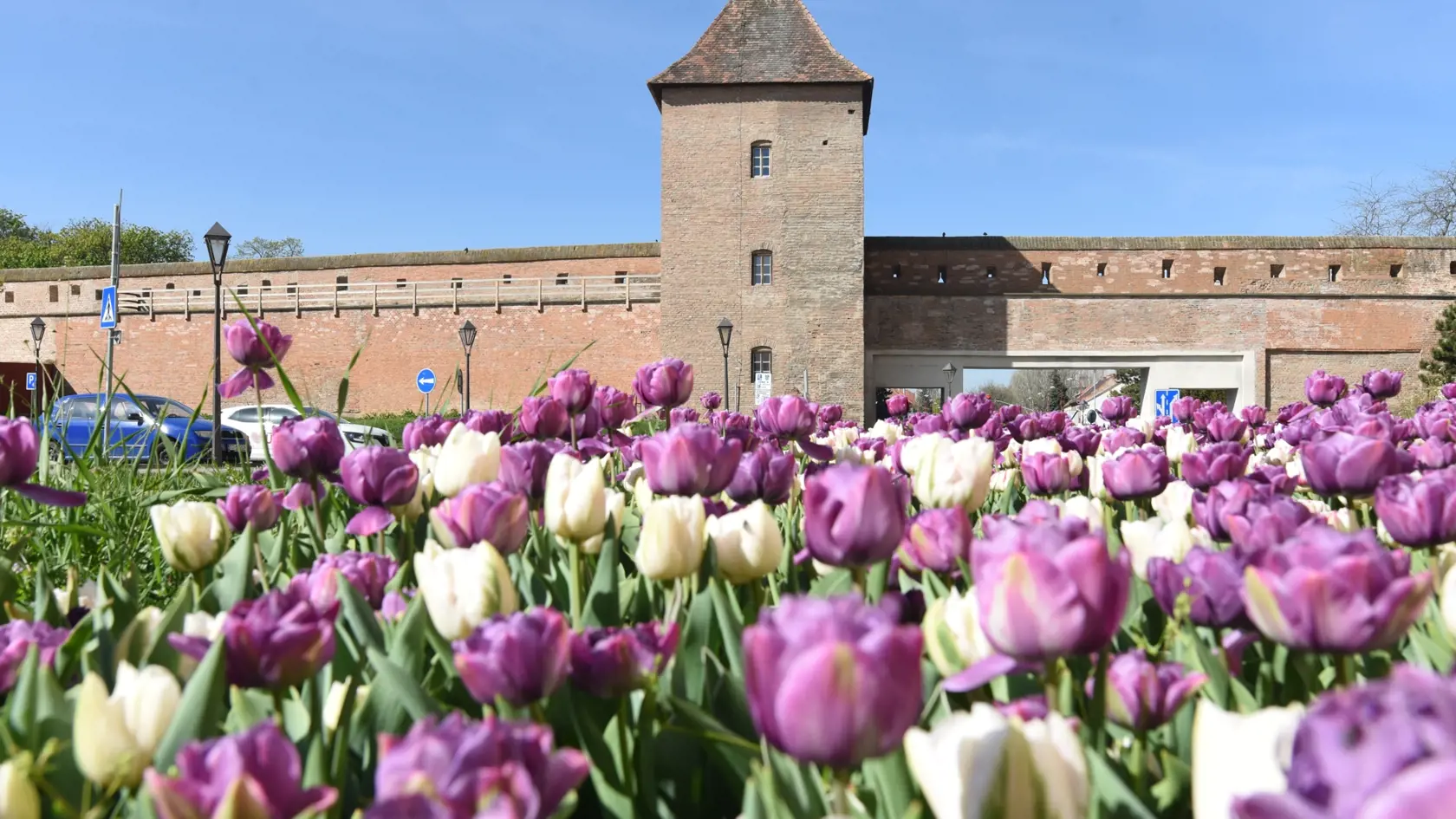To je krása! Rozkvitnuté tulipány a Bernolákova brána s mestskými hradbami v Trnave. Aj to je dobré miesto na výlet.